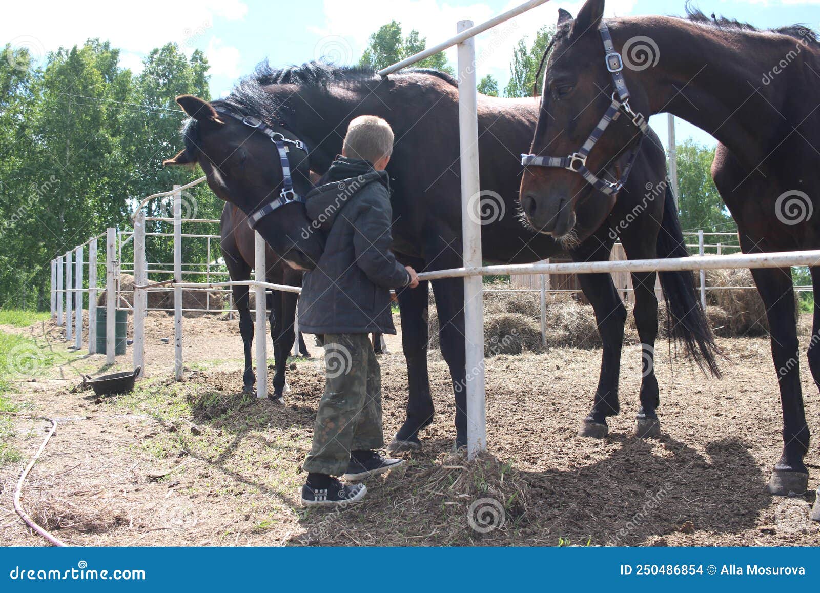 Russia, a Child Boy Stroking Horses on a Farm Children and Animals Stock Photo - Image of family, girl: 250486854 Russia, a Child Boy Stroking Horses on a Farm Children and Animals Stock Photo - Image of family, girl: 250486854