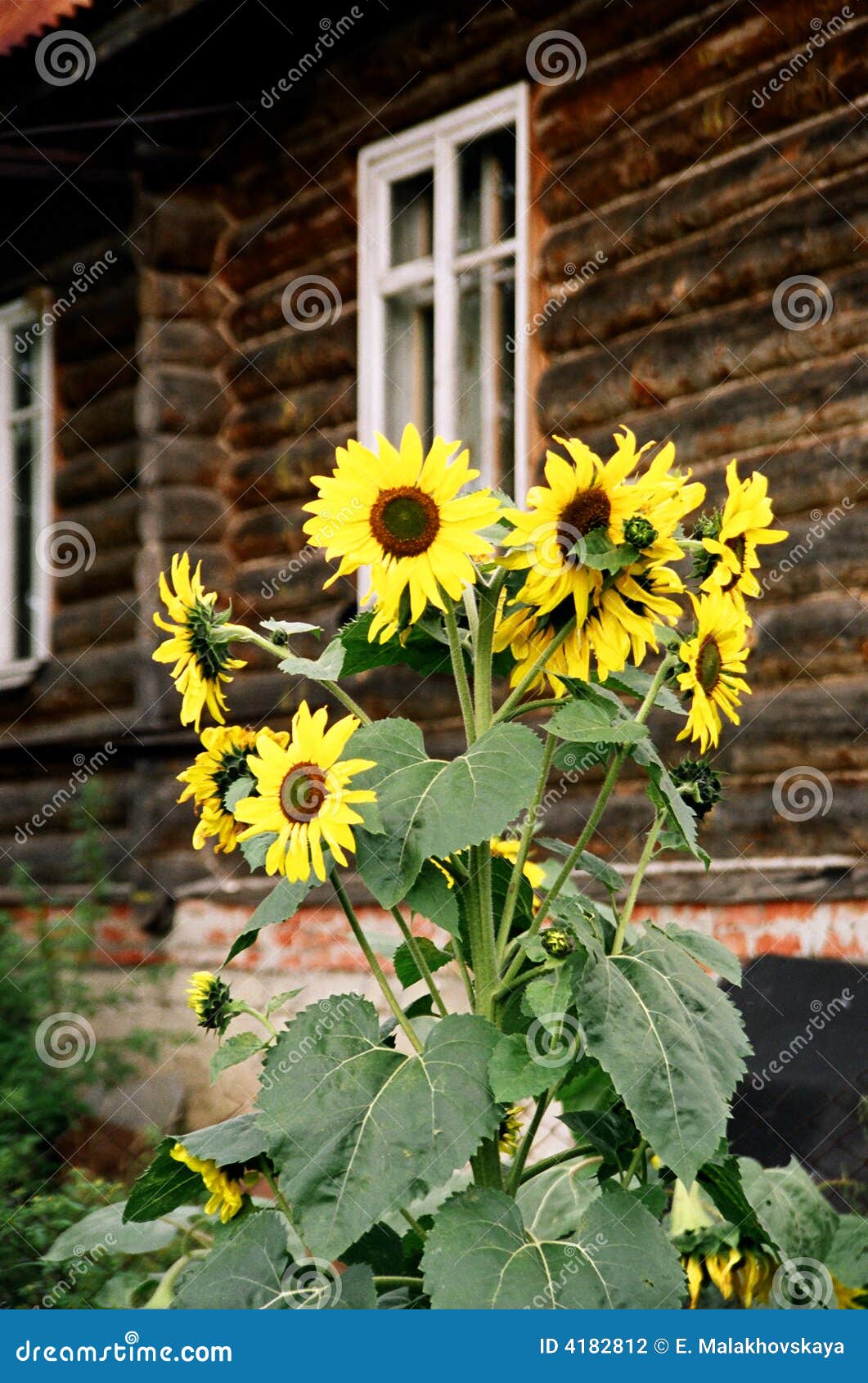 Russia. the sunflowers. stock photo. Image of yellow, window 4182812
