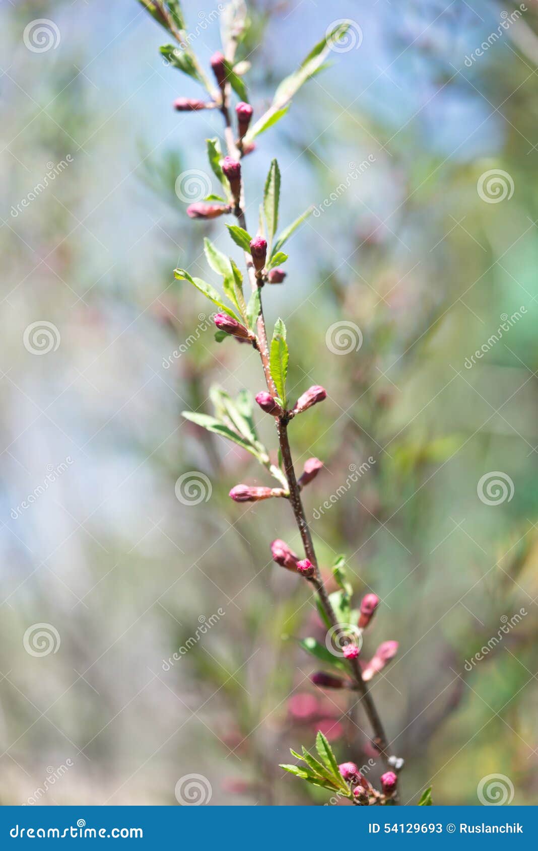 Russian almond stock image. Image of growth, garden, leaf 54129693