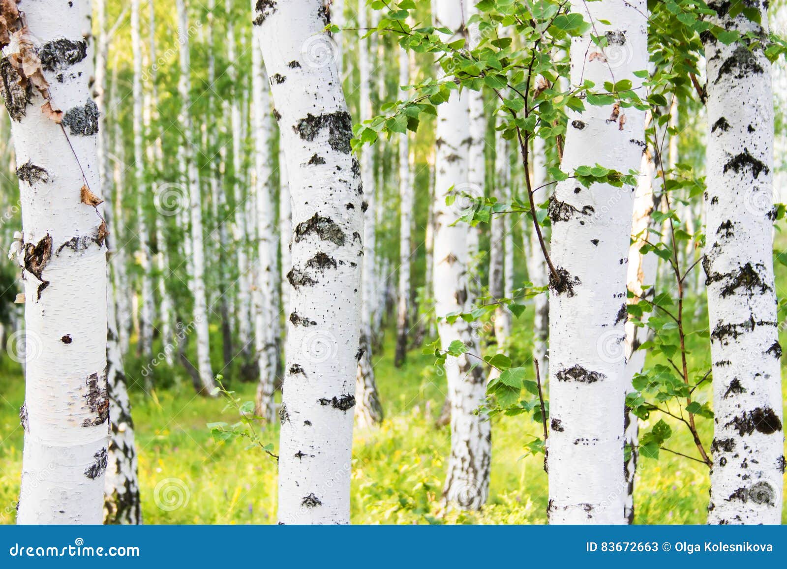 Russian Birch Forest in Summer. Stock Image Image of background