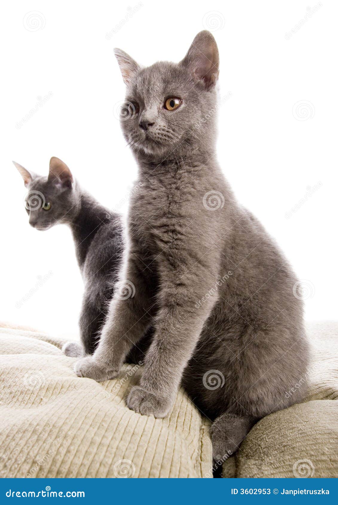 Russian Blue British Shorthair Cats Stock Image Image Of