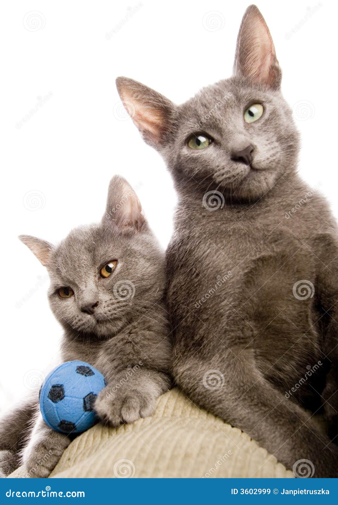 Russian Blue & British Shorthair Cats Stock Image - Image ...