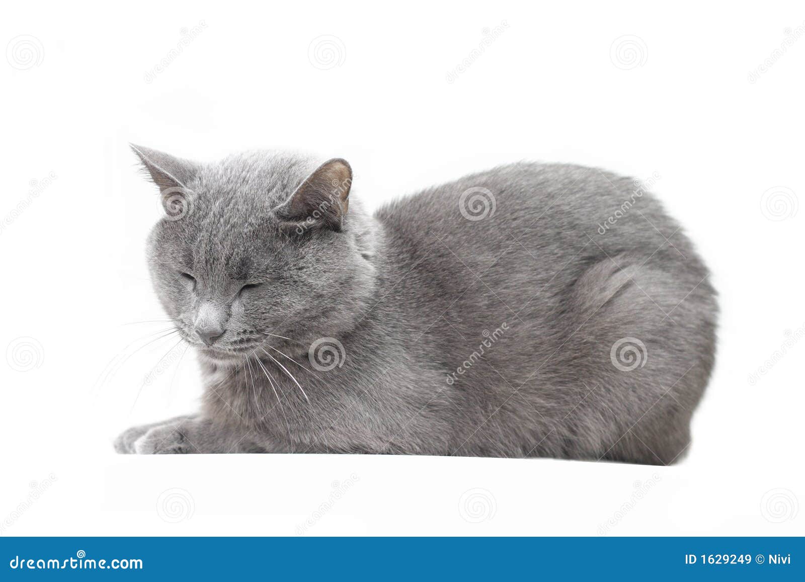 Russian Blue Cat Stock Image Image Of Kitten Russian 1629249