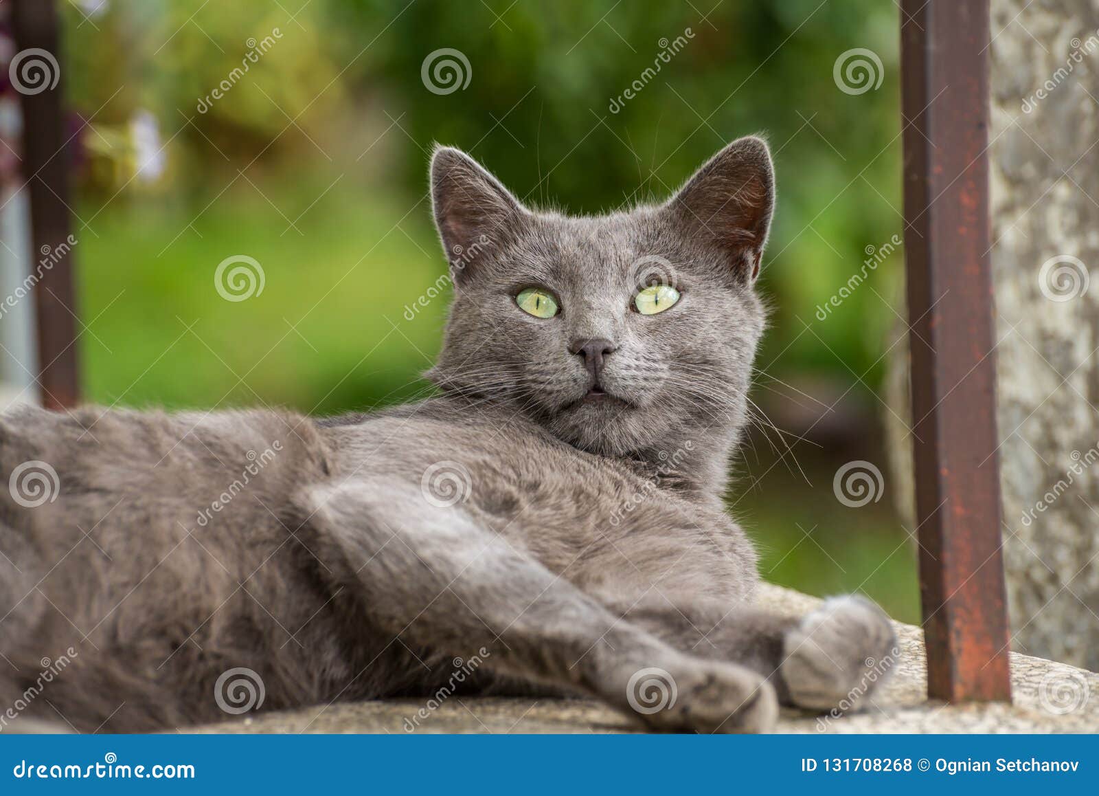 russian blue cat cute