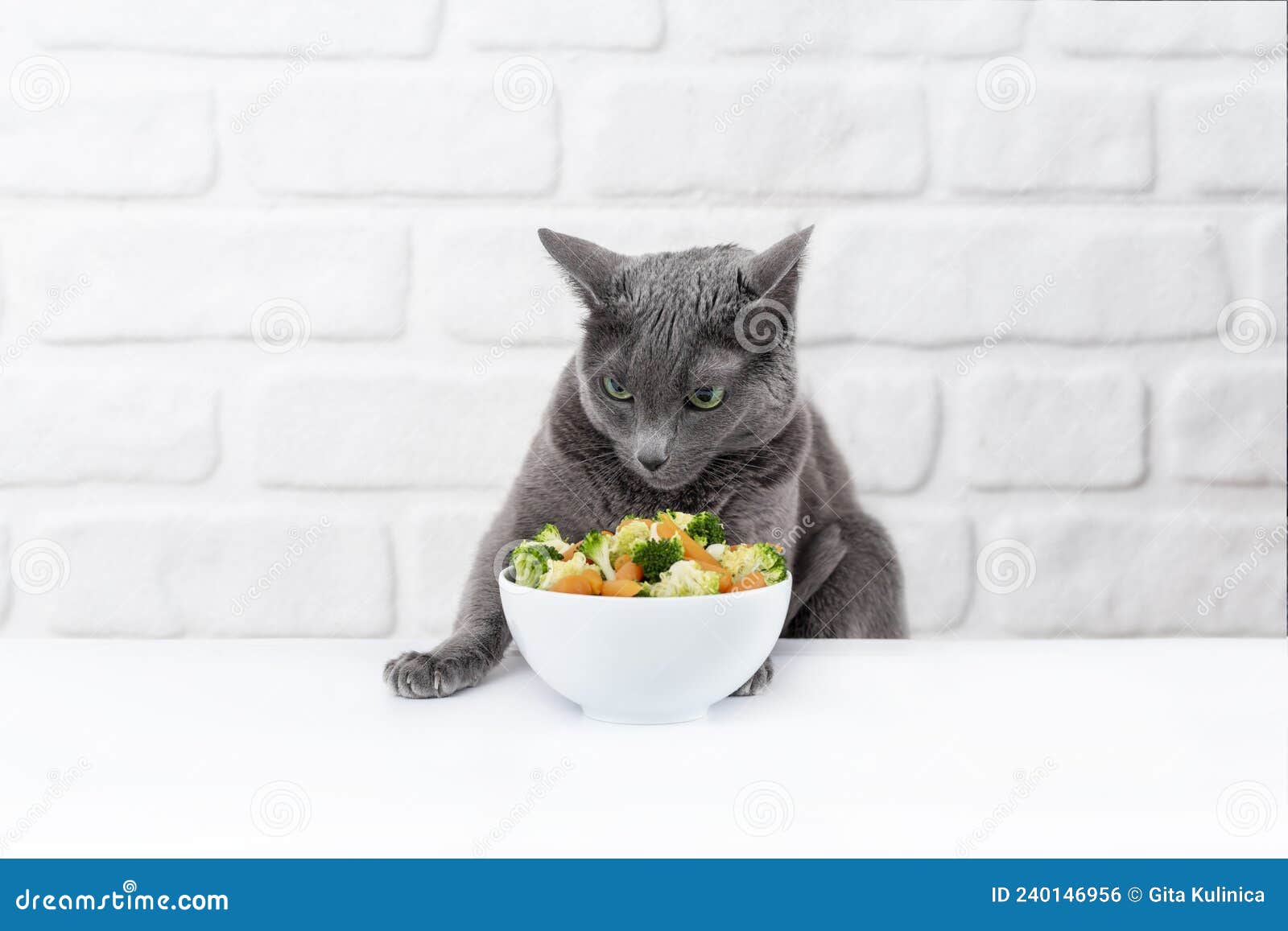 Russian Blue Cat Eats Broccoli. Vegetarian Cat, Diet Stock Photo