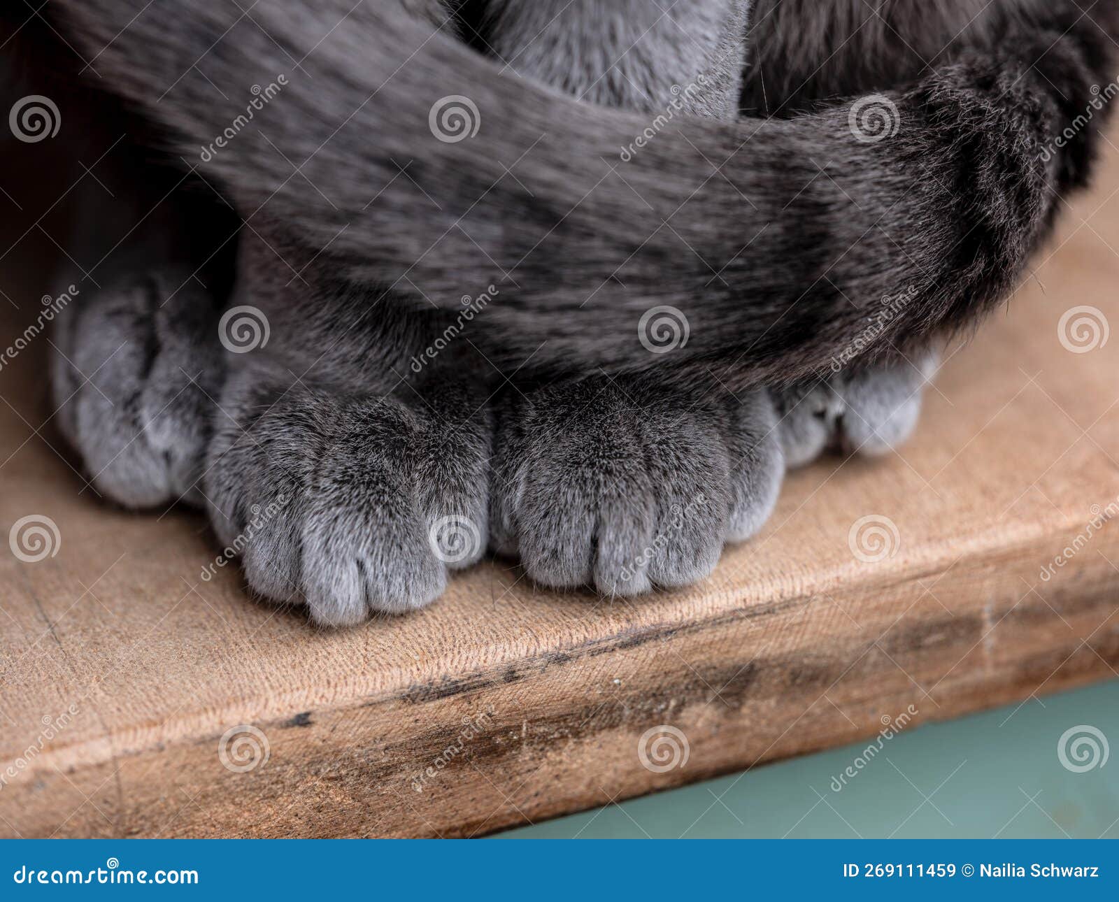 Russian Blue Cat Paws Detail Stock Image Image of relaxing, pedigreed 269111459