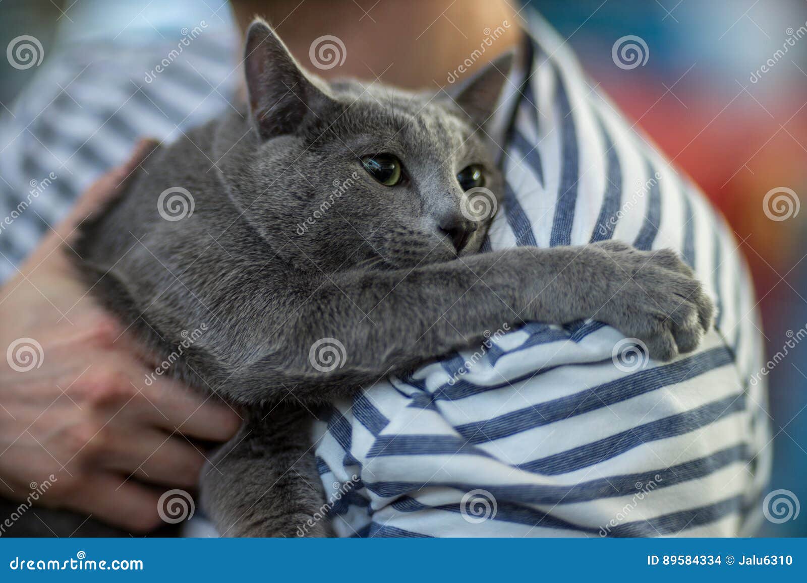 russian blue cat portrai