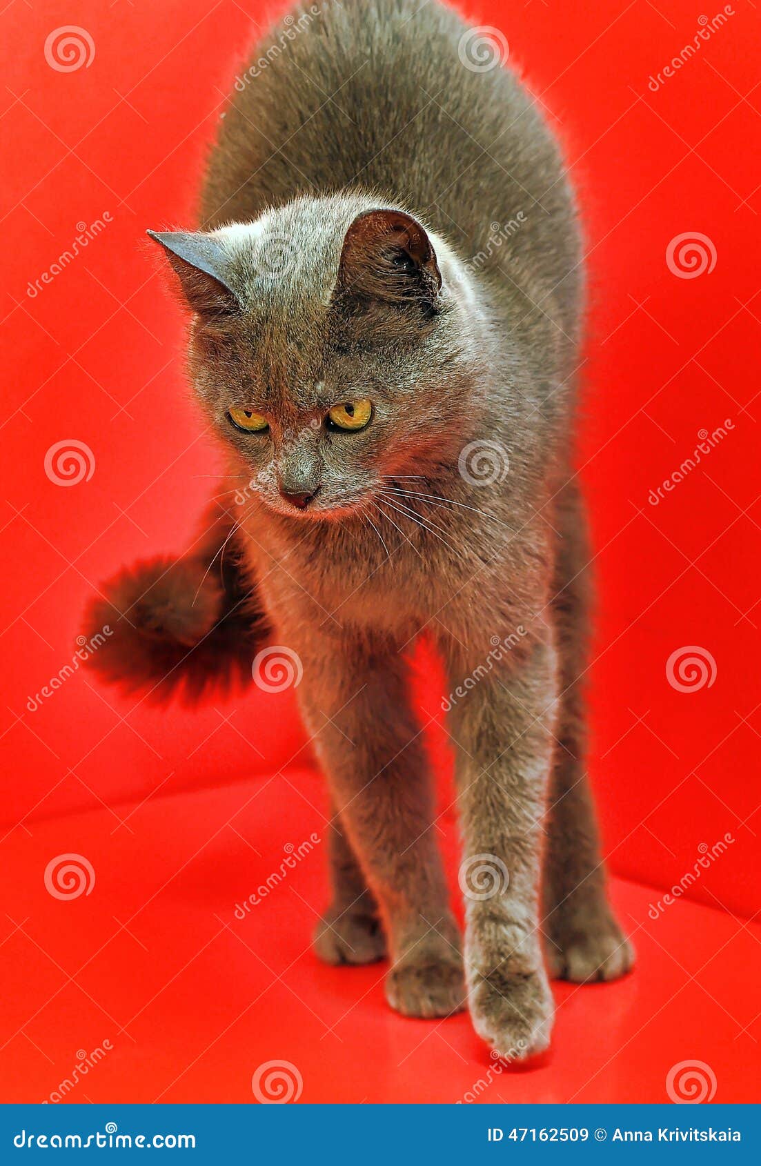Russian blue cat stock image. Image of copy, mammal, look 47162509