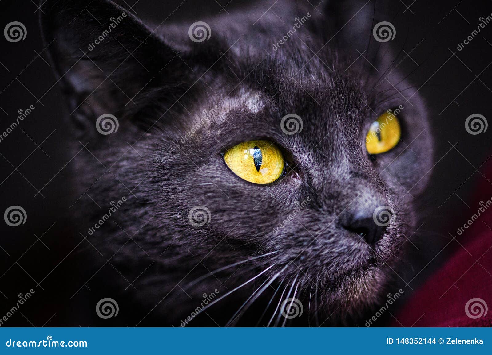 Russian Blue Cat, with Yellow Eyes Stock Photo Image of grey, feline