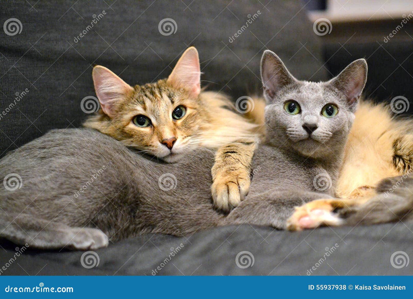 Russian Blue and Norwegian Forest Cat Stock Photo - Image of cats ...