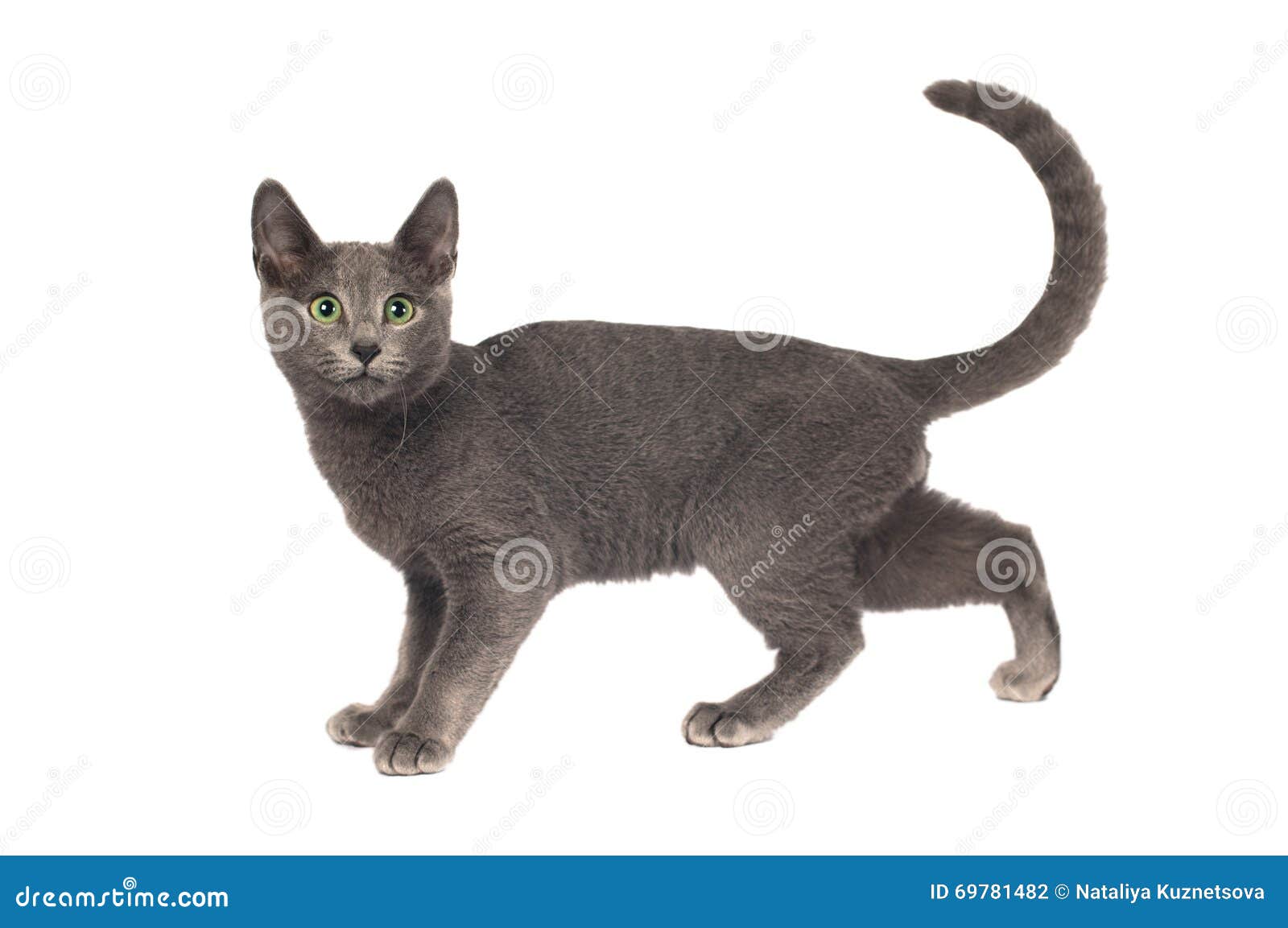  Russian  Blue  Purebred  Kitten Stock Photo Image of silver 