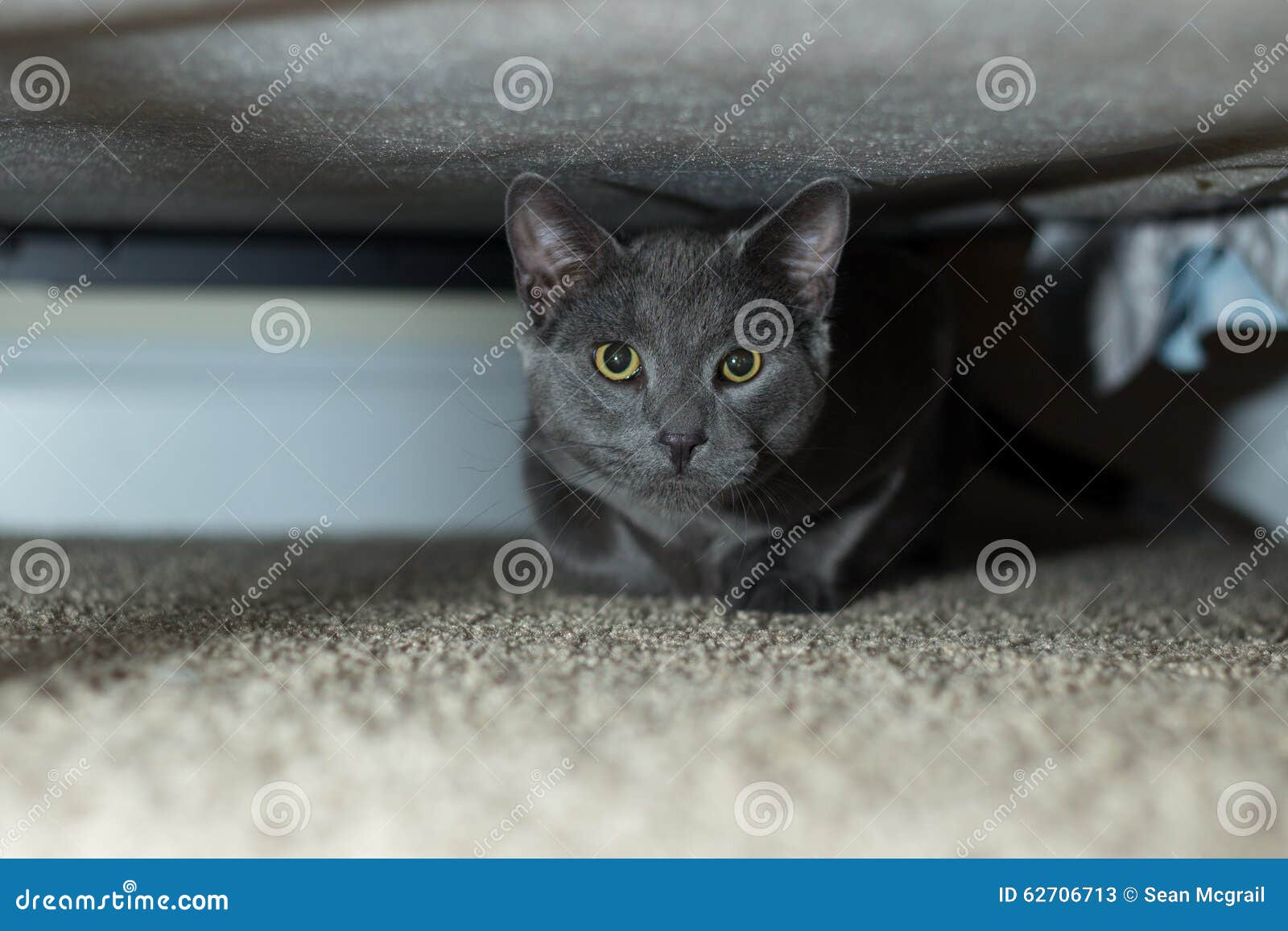 Russian blue under bed stock image. Image of eyes, looking 62706713