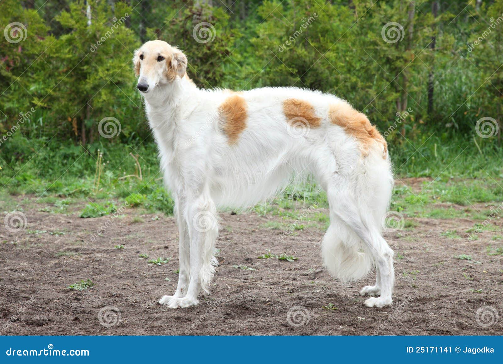 Russian Borzoi Dog Standing Stock Image Image of portrait, posing