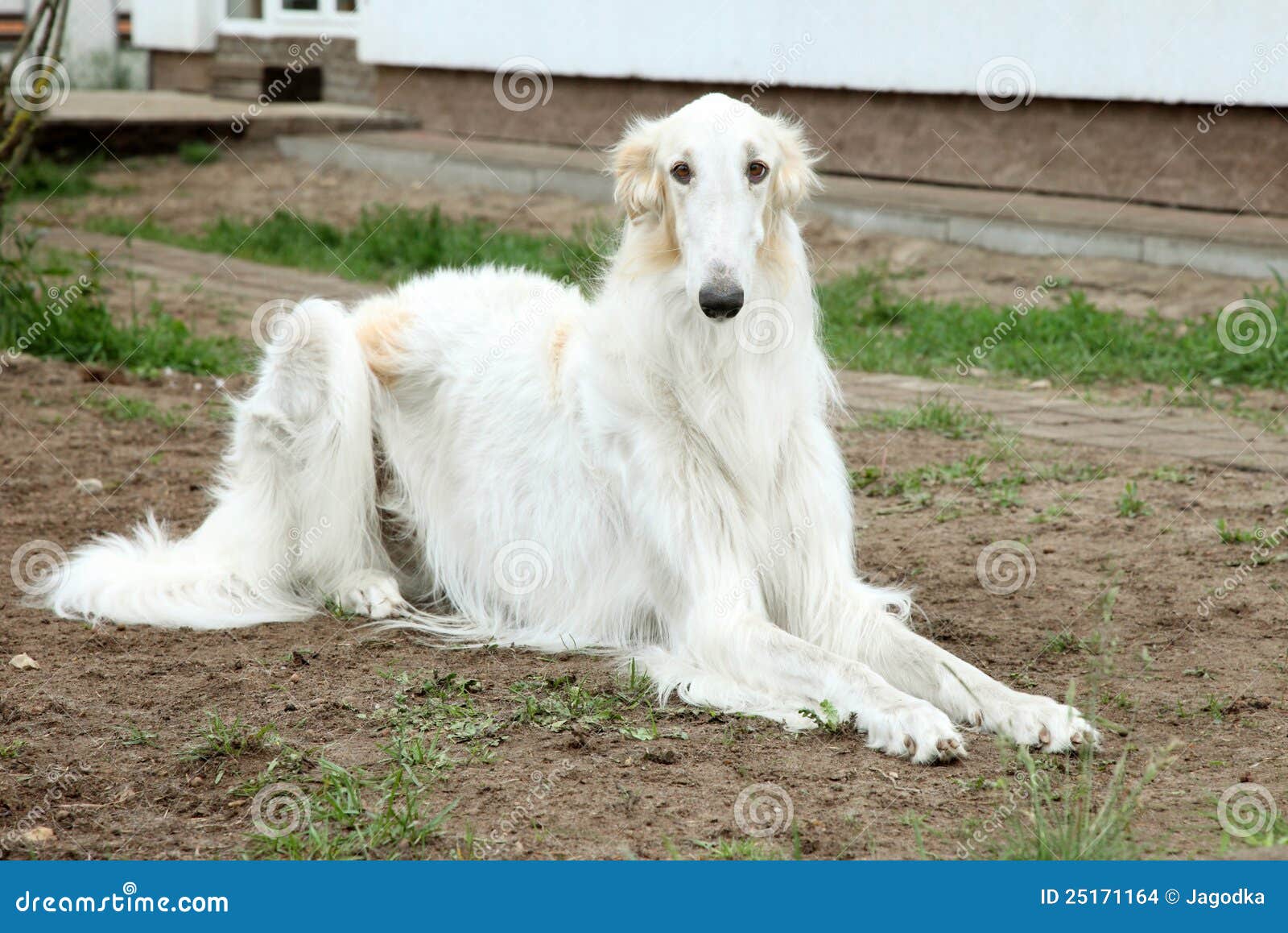 Russian Borzoi Greyhound Dog Stock Photo Image Of Rest Hound 25171164