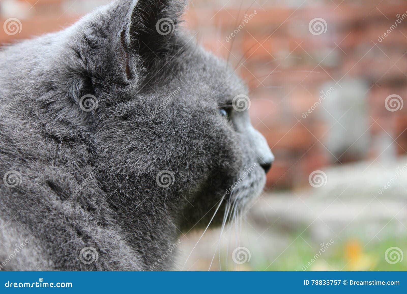 Russian Grey Cat is Looking at Something Stock Image Image of behing