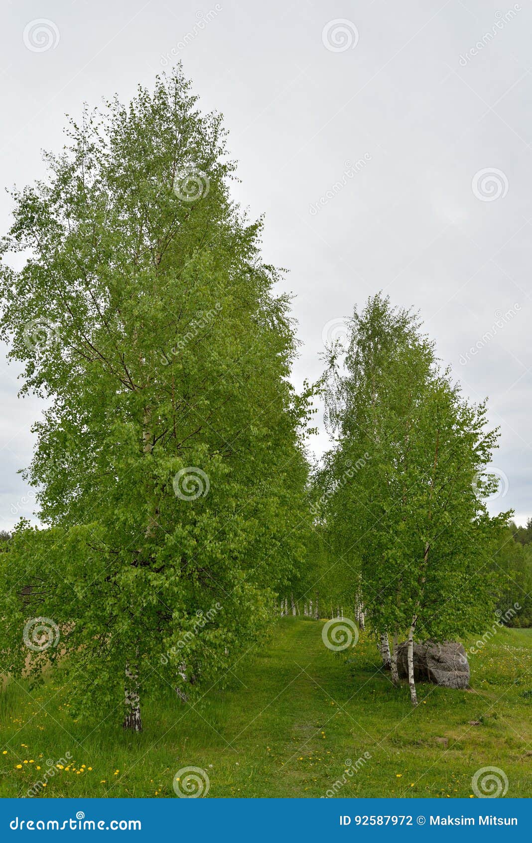 russian landscape: trees and grass on a cloudy day on the territory of the state museum-reserve of a. s. pushkin - petrovskoe