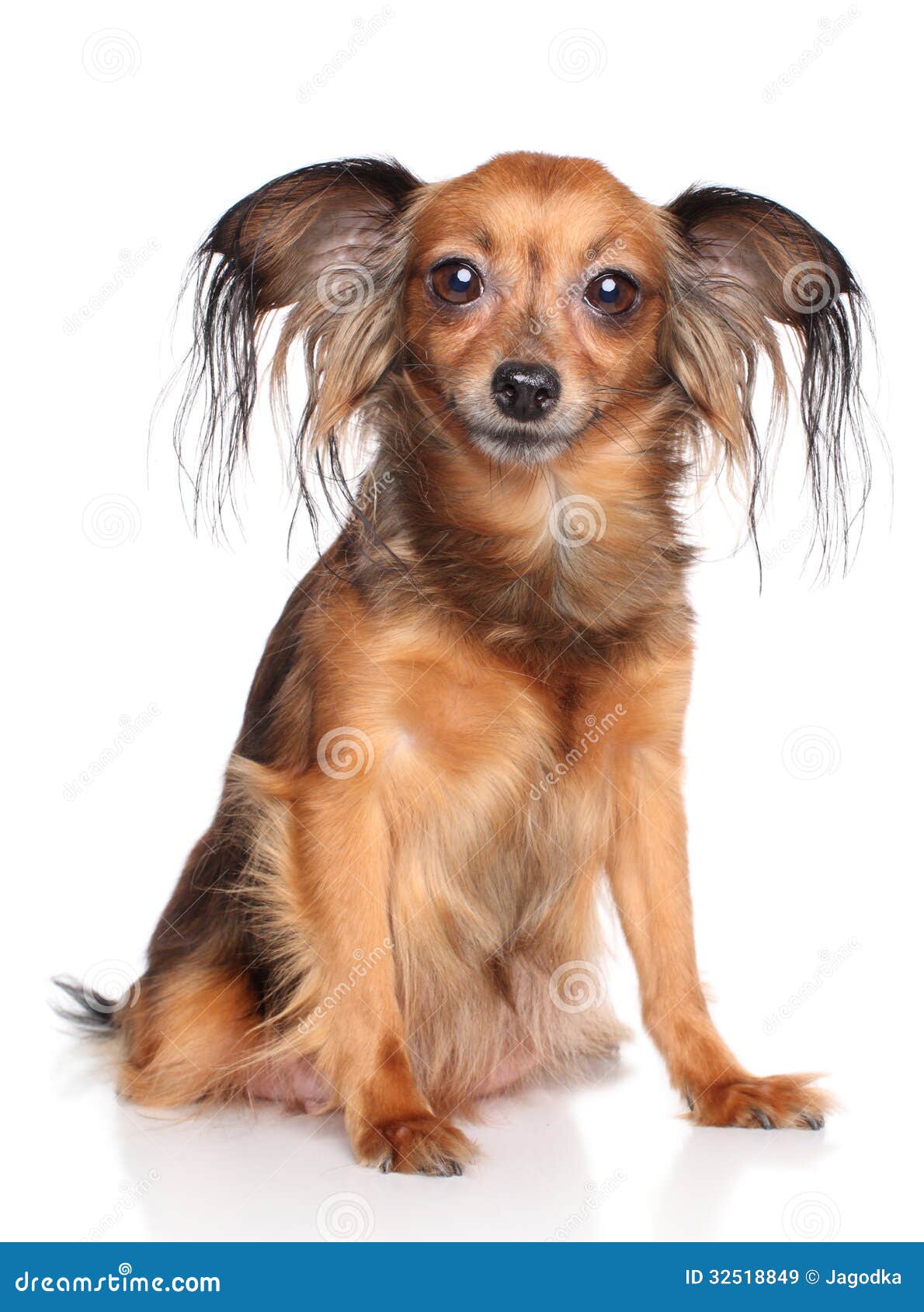 Russian Long Haired Toy Terrier Dog Stock Image Image Of Portrait Hair 32518849