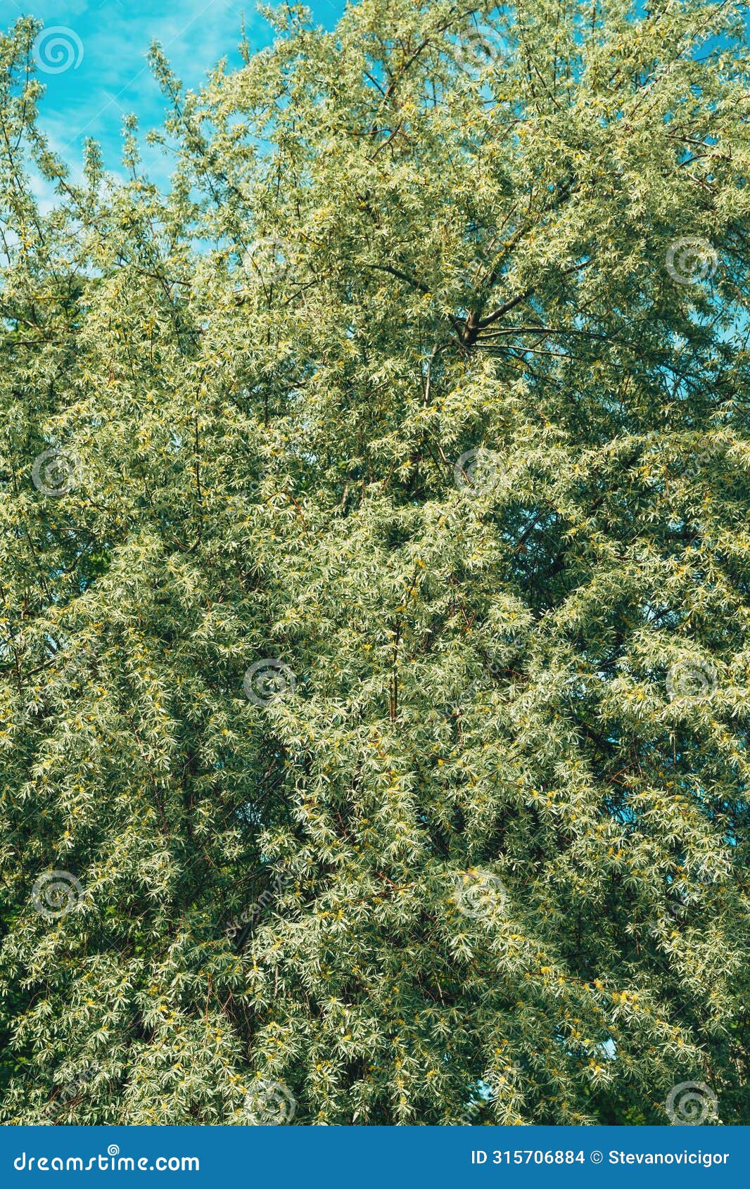 russian olive treetop in spring
