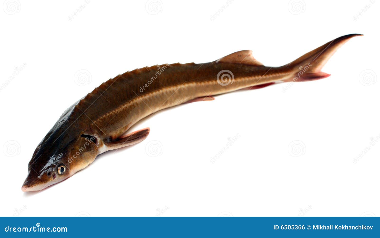 Russian Sturgeon Acipenser Gueldenstaedtii Diamond Sturgeon Or Danube Sturgeon, Is A Species Of