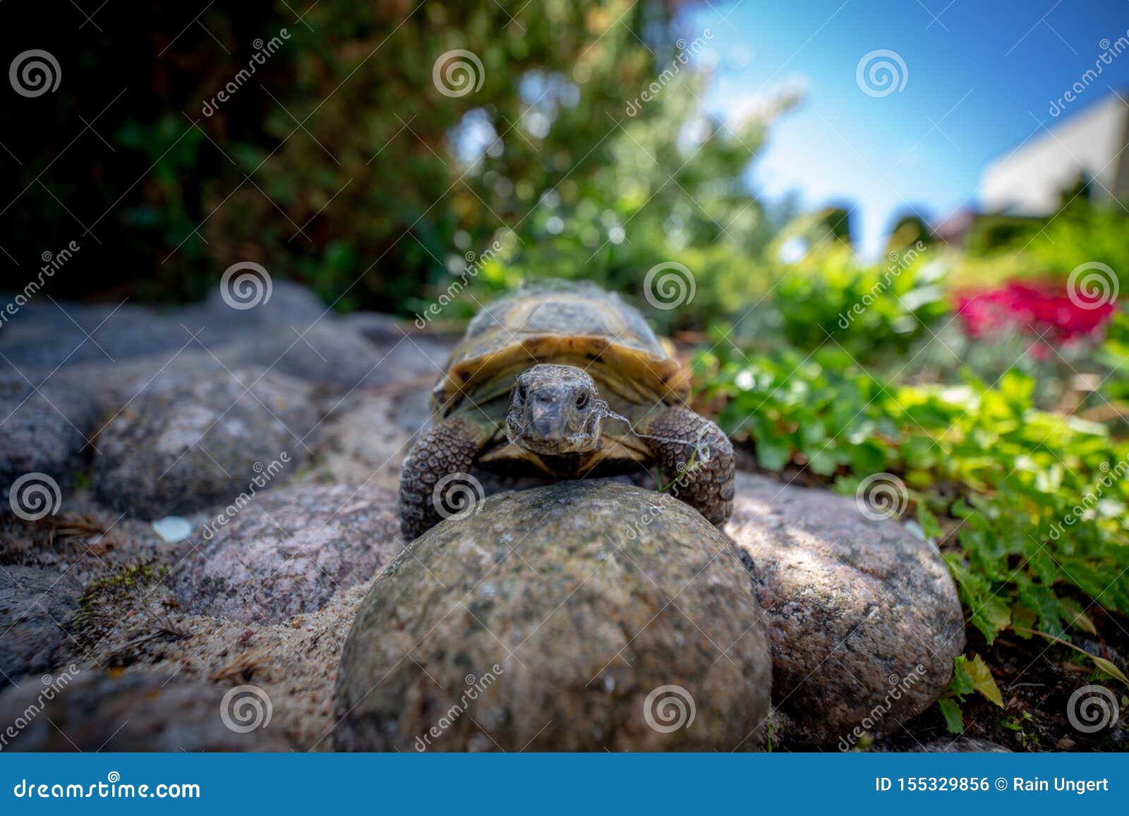 Russian Tortoise Climbing on Rock Stock Photo Image of captivity