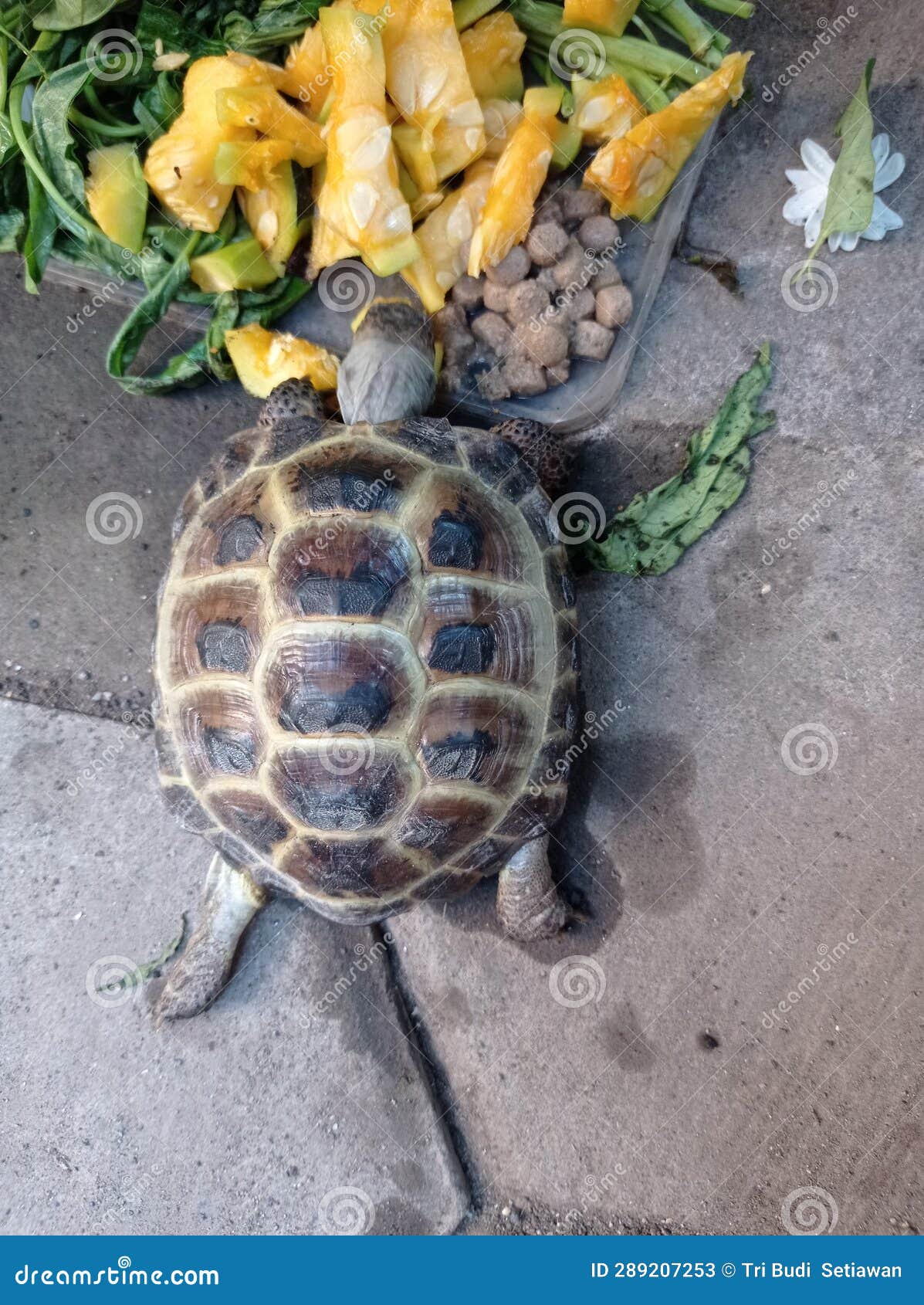 Russian Tortoise Eating Some Vegetables Stock Image Image of