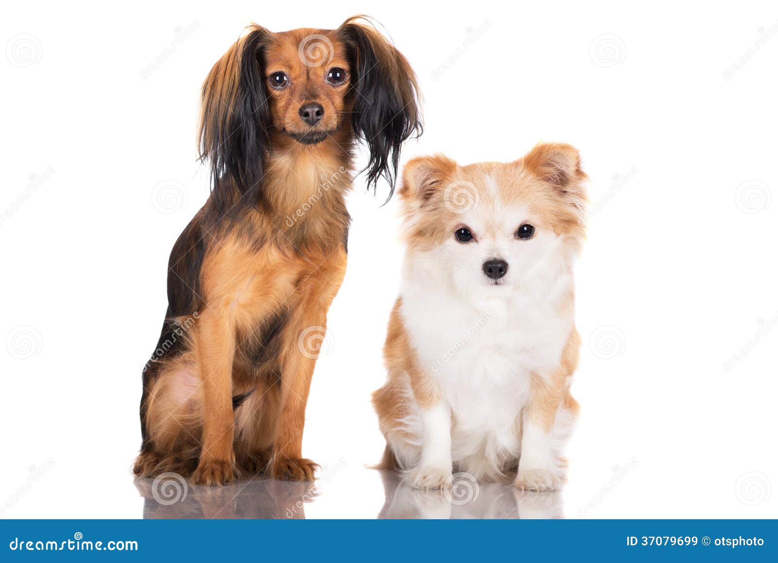 Russian Toy Terrier And Chihuahua Dogs Stock Image Image Of Posing Rare 37079699