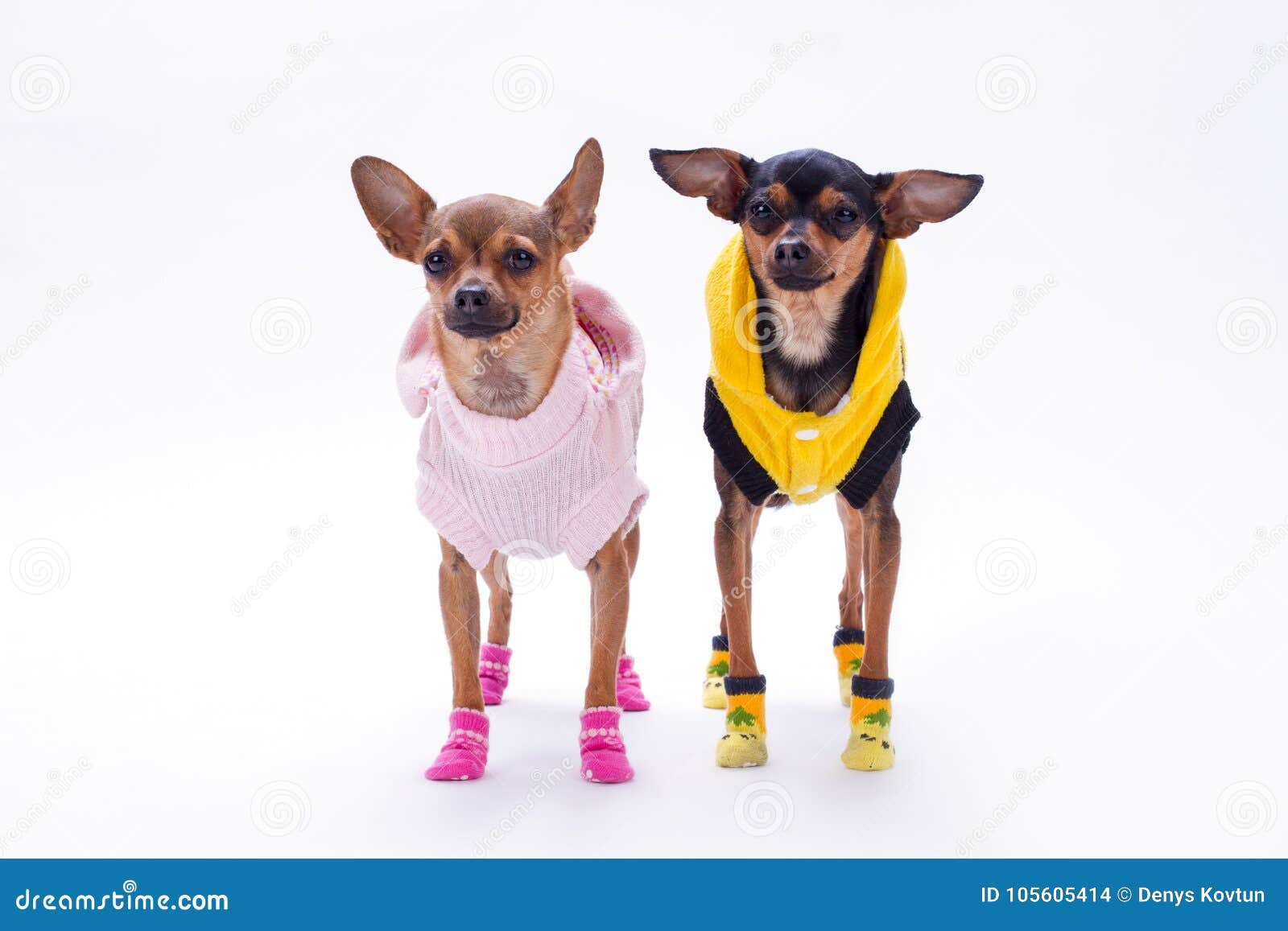 Russian Toy Terrier And Chihuahua Stock Photo Image Of Couple Apparel 105605414