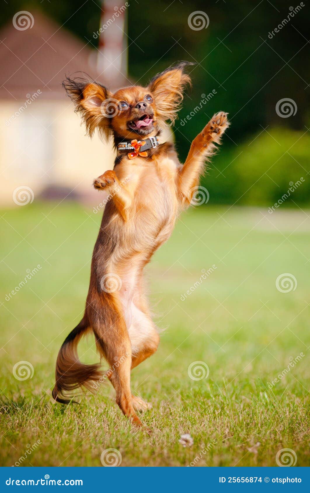 small dog dancing