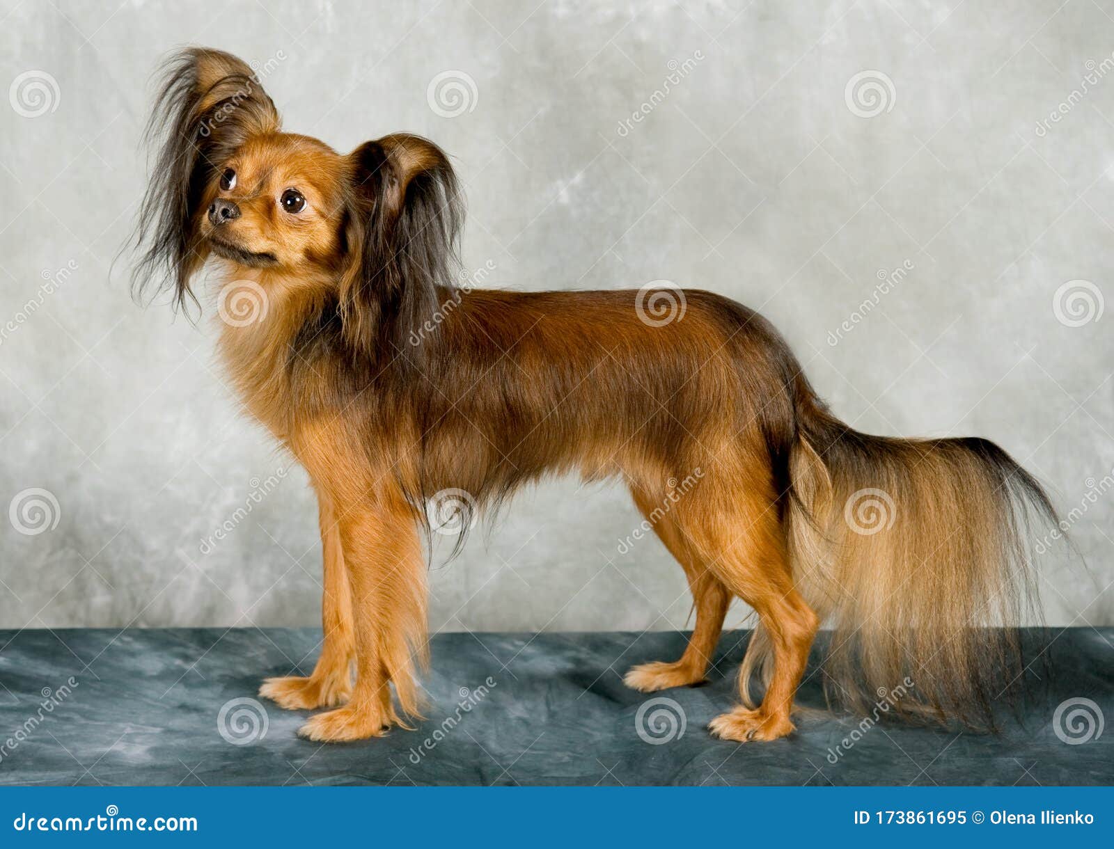 russian toy terrier