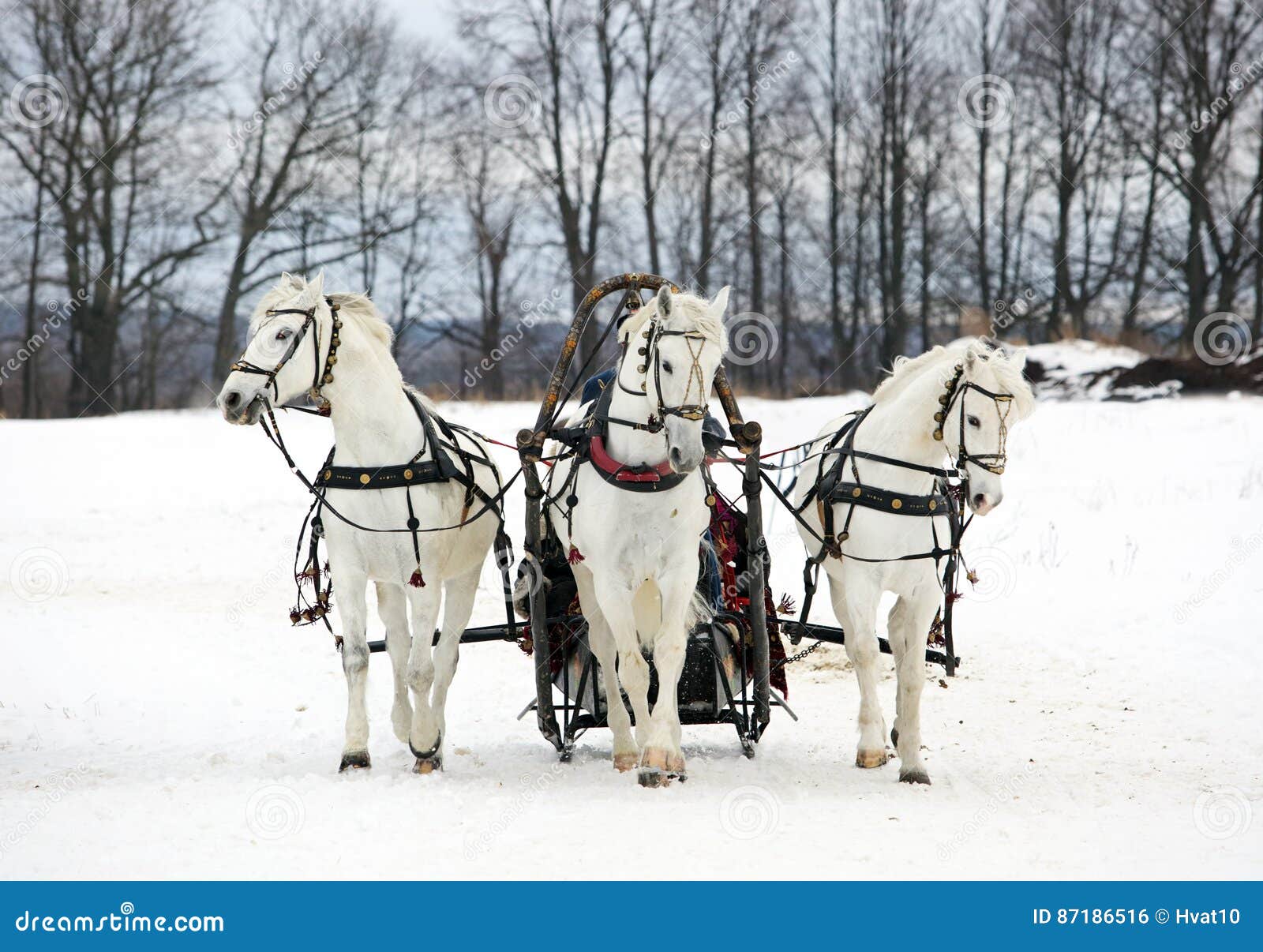 The Russian Troika Three of Horses in Sledge Stock Photo Image of