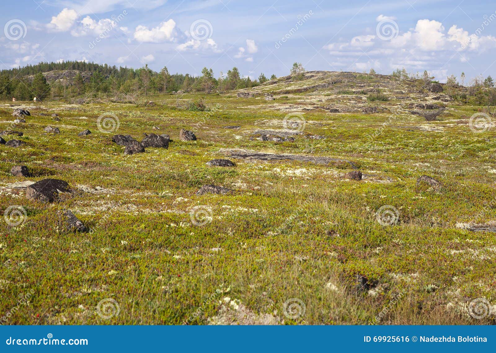 russian tundra in summer