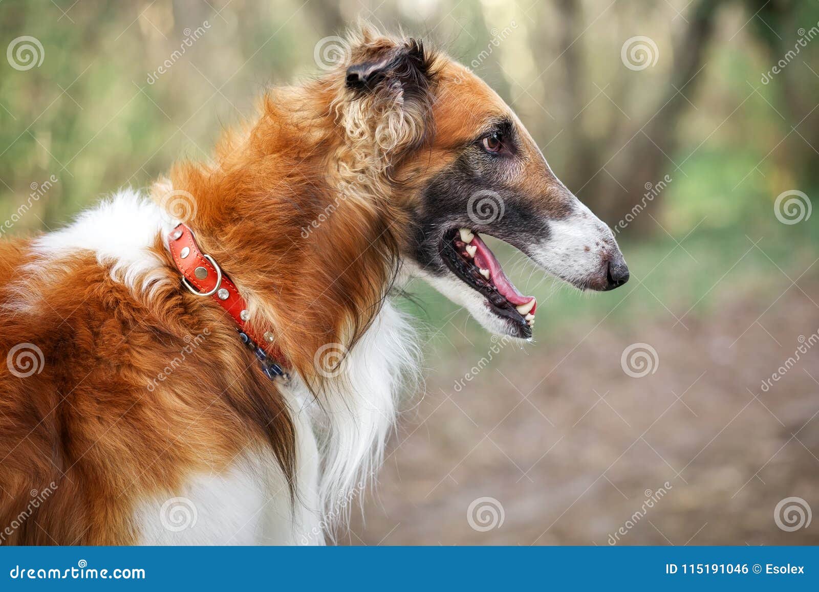 Russian Wolfhound Dog, Borzoi, Sighthound, Russkaya Psovaya Borzaya, Psovi.  Killer Of Wolves. One Of The Fastest Hunting Dogs In Stock Photo - Image of  daring, aristocrat: 115191046