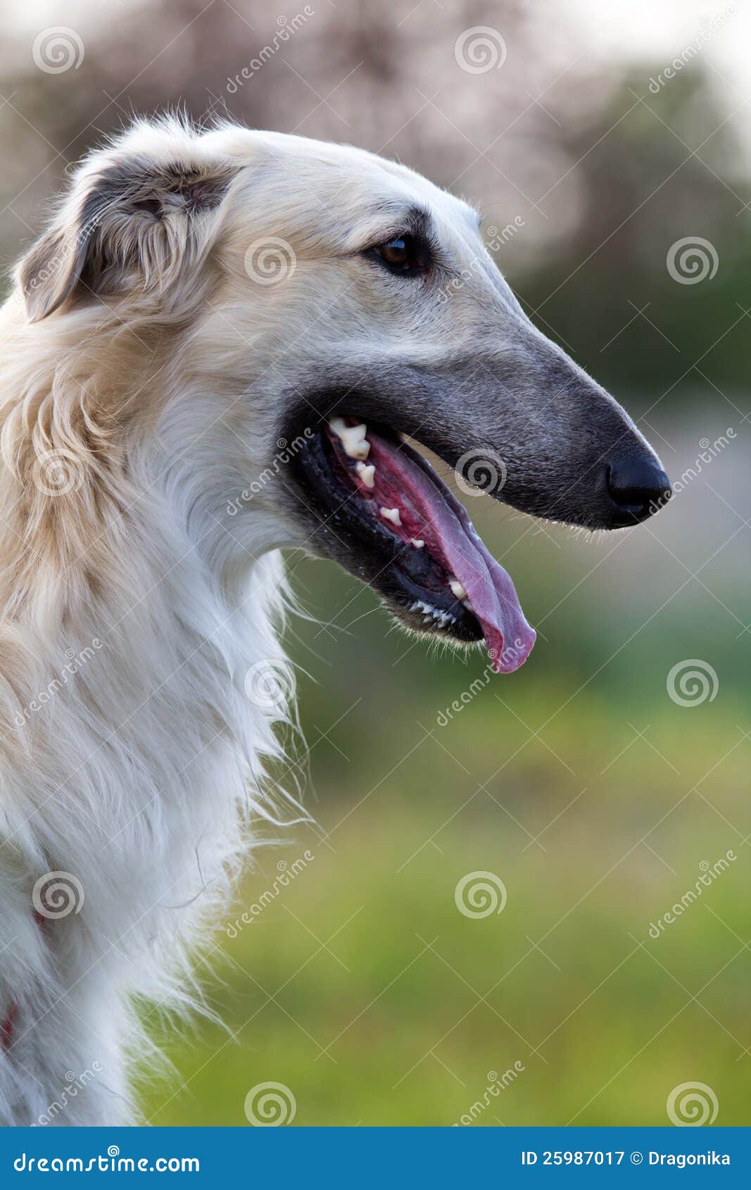 Russischer Jagdhund stockbild. Bild von field, jagd, hund 25987017
