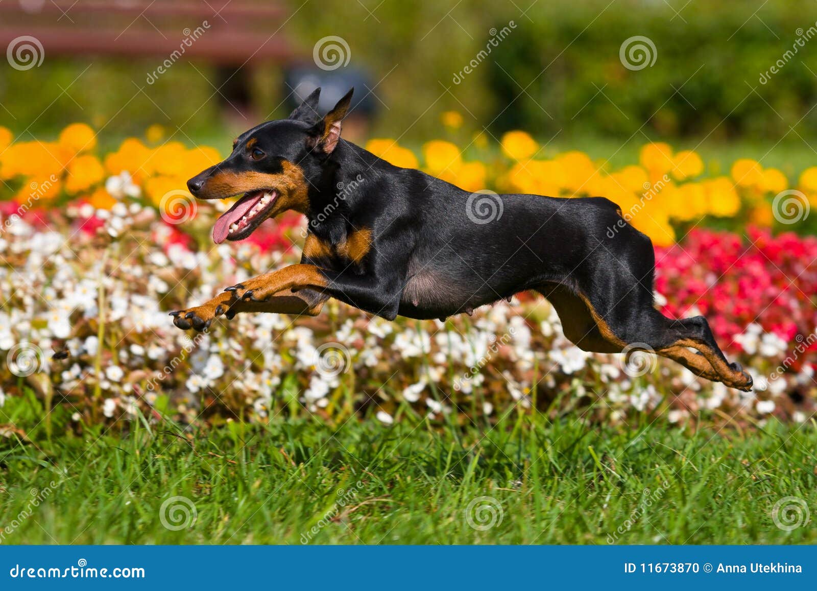 Russischer SpielzeugHund stockfoto. Bild von blumen 11673870