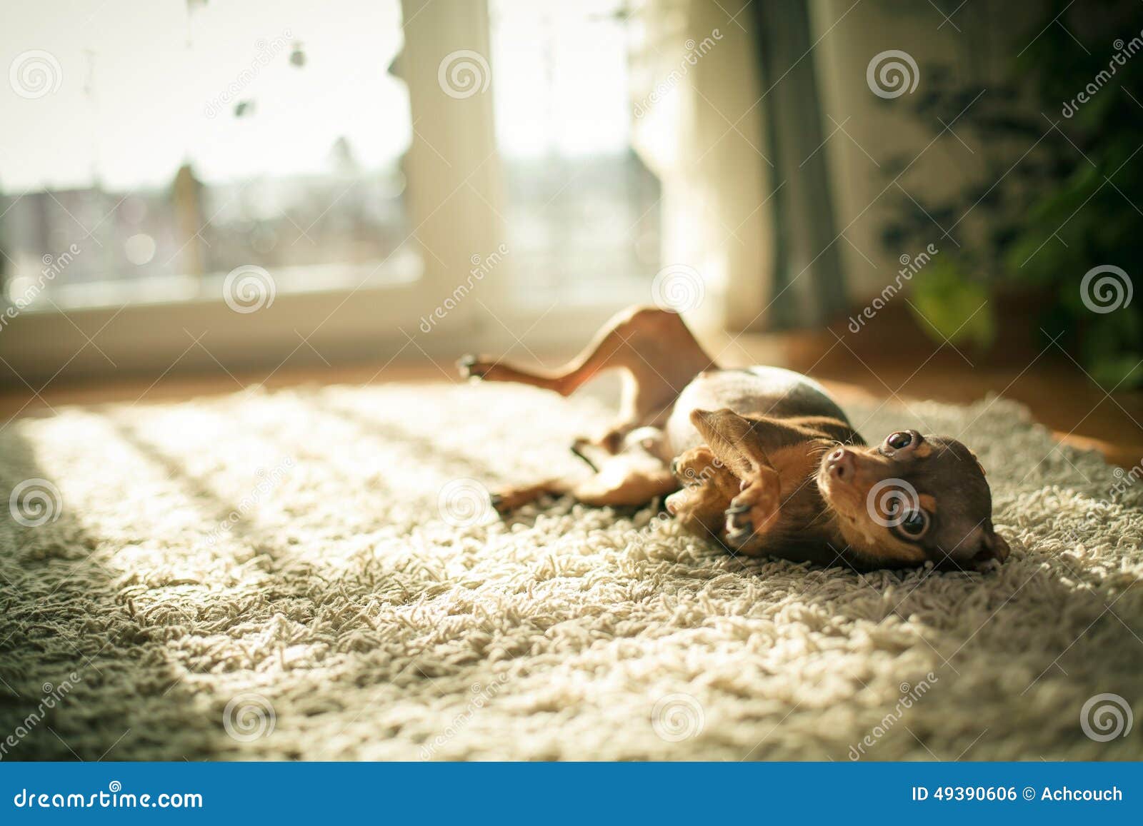 Russischer Spielzeugterrierhund. Russischer Spielzeugterrier ist ein Begleiterhund Ihre Höhe (in verwelkt), kann sich von 8 bis 10 Zoll (19-29 cm unterscheiden ) mit einem Gewicht überall von 3 bis 6 Pfund (1-2 Lebenserwartung von ungefähr 20 Jahren