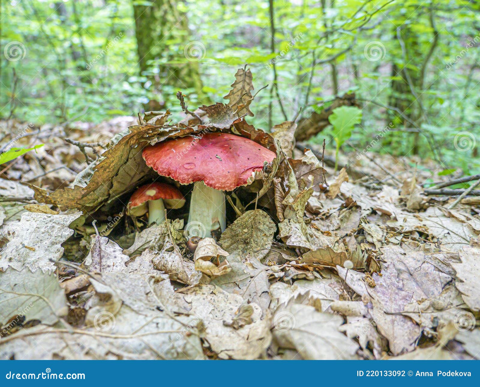 russula rosea or russula lepida, known as the rosy russula, is a north temperate, some consider it edible other inedible
