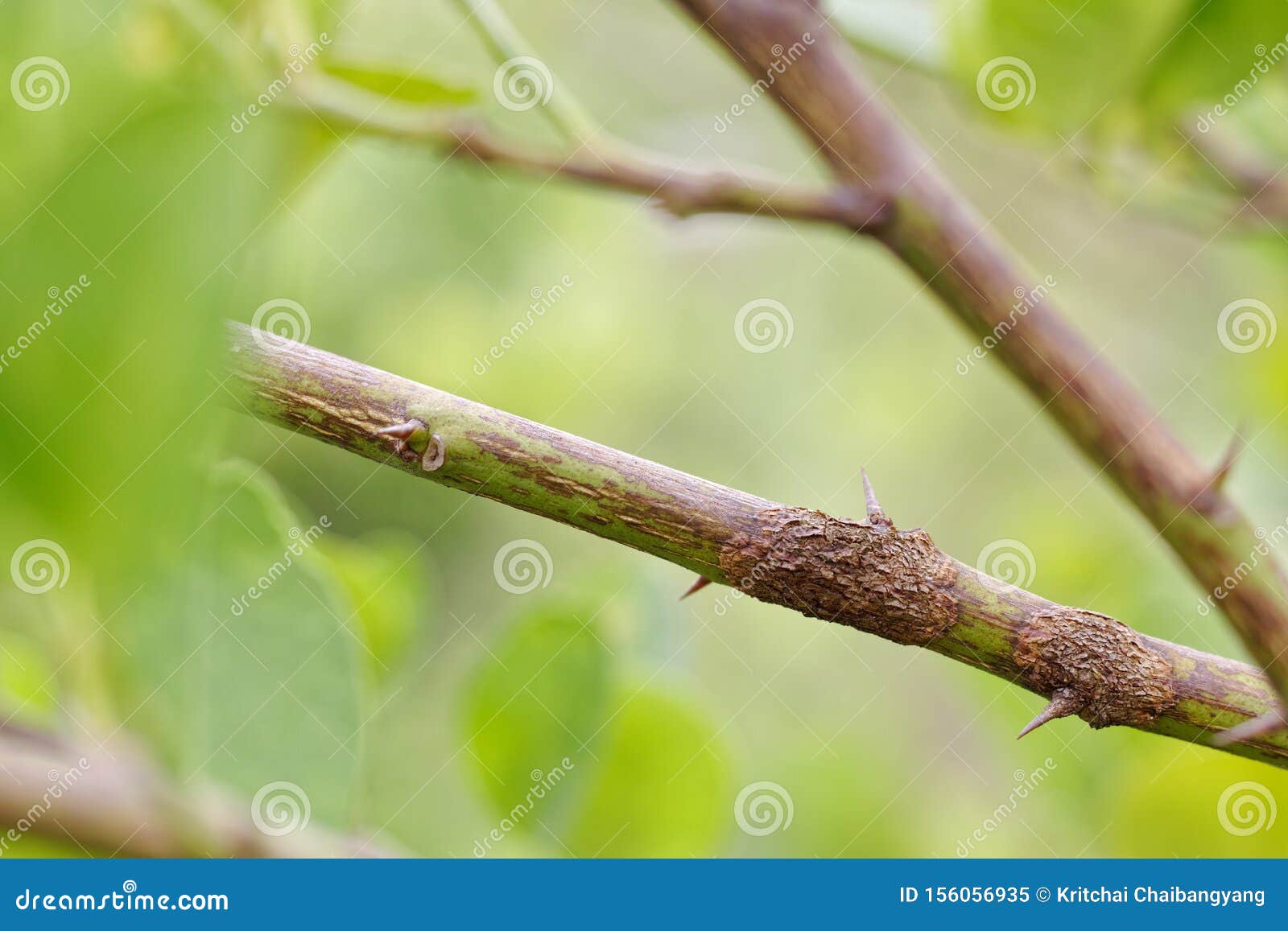 Rust on Branch of Lime, Citrus Canker Stock Image Image of asia, farm