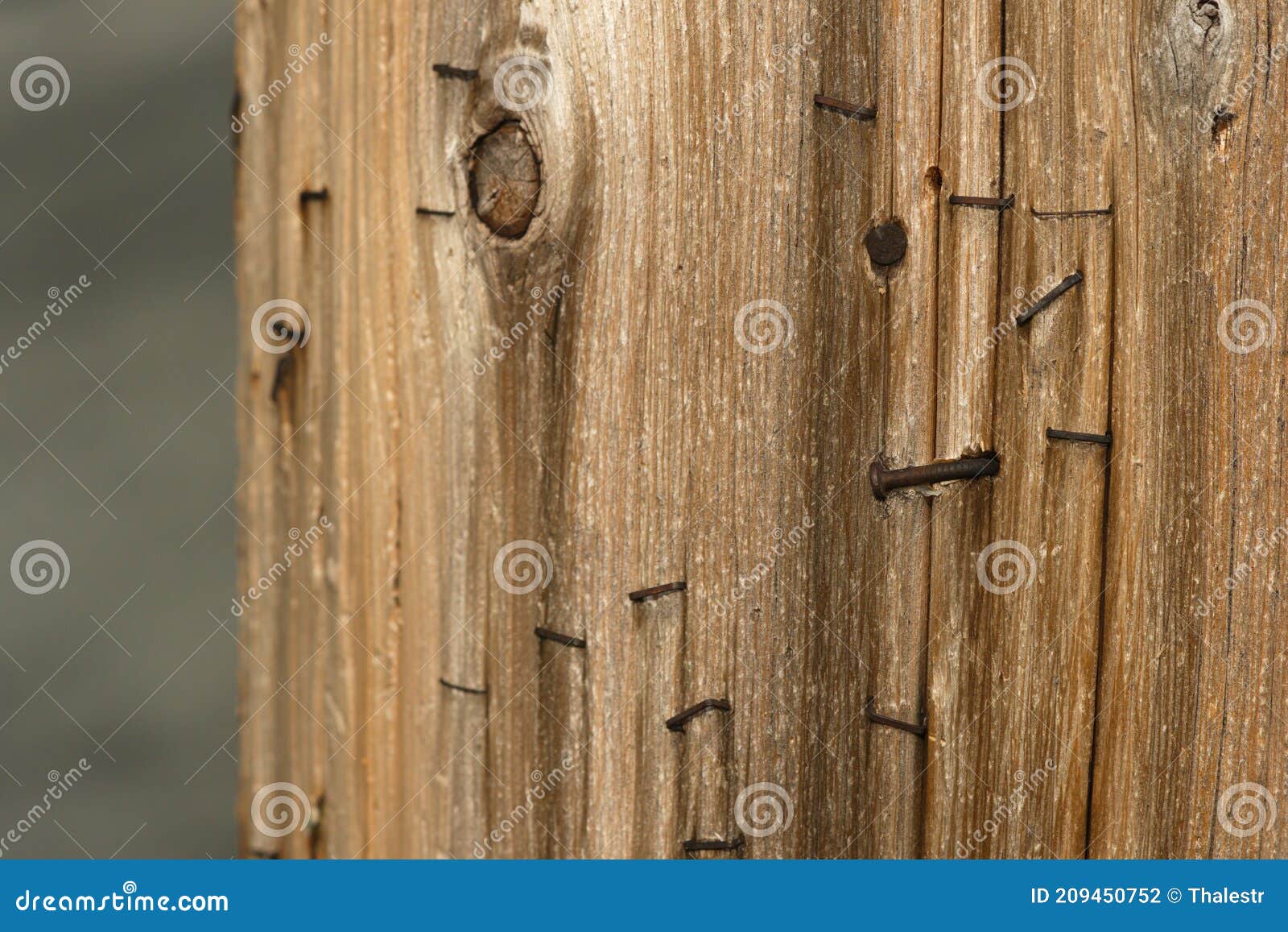 Rusty Nails and Staples in Wooden Pole Stock Photo Image of staples
