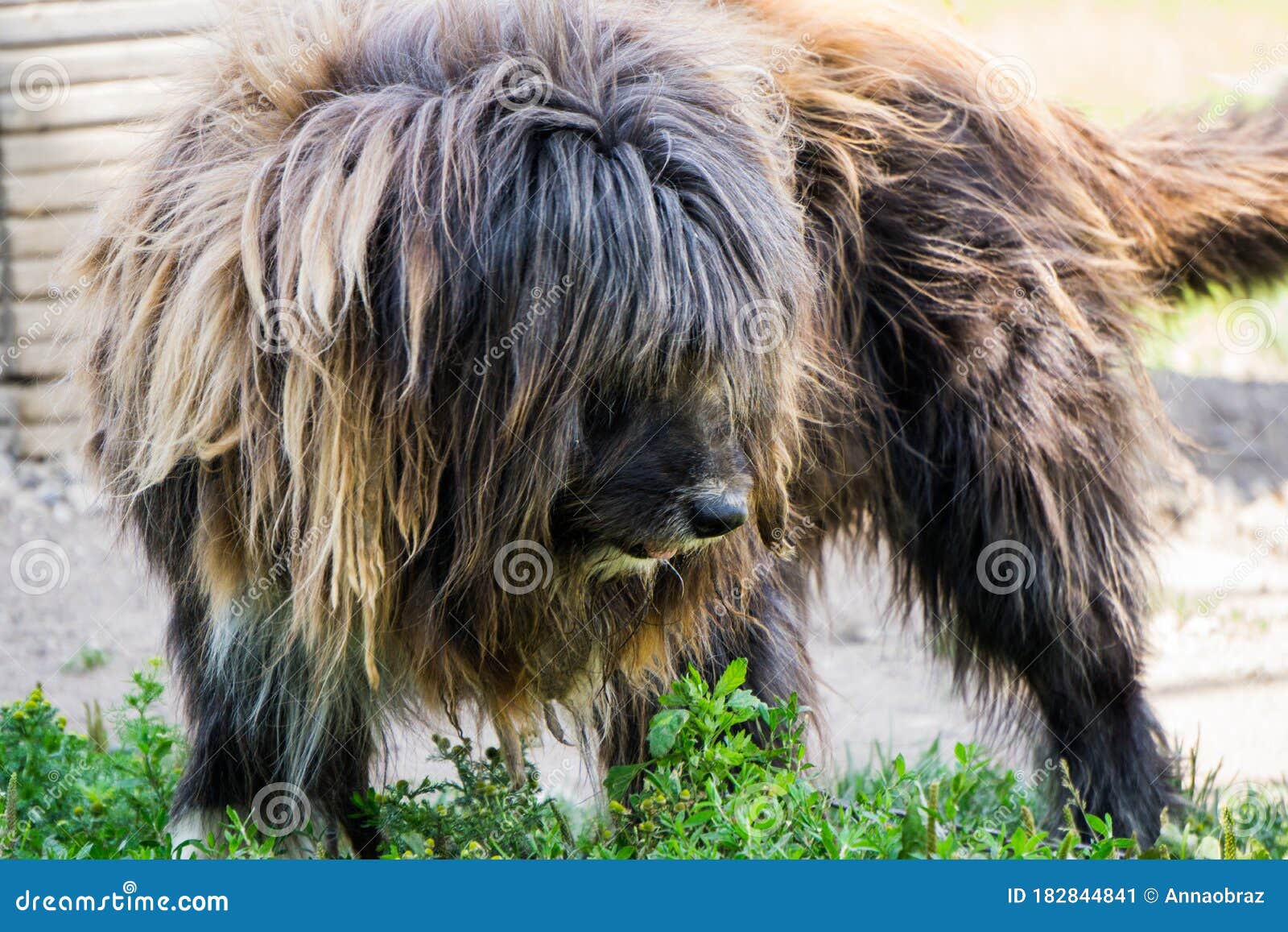 Rustic Big Shaggy Dog Overgrown with Wool Stock Image Image of floor