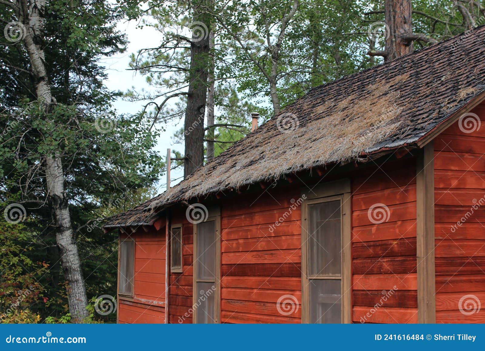 Rustic Cabin in Woods with Pine Needles on Roof Stock Photo Image of