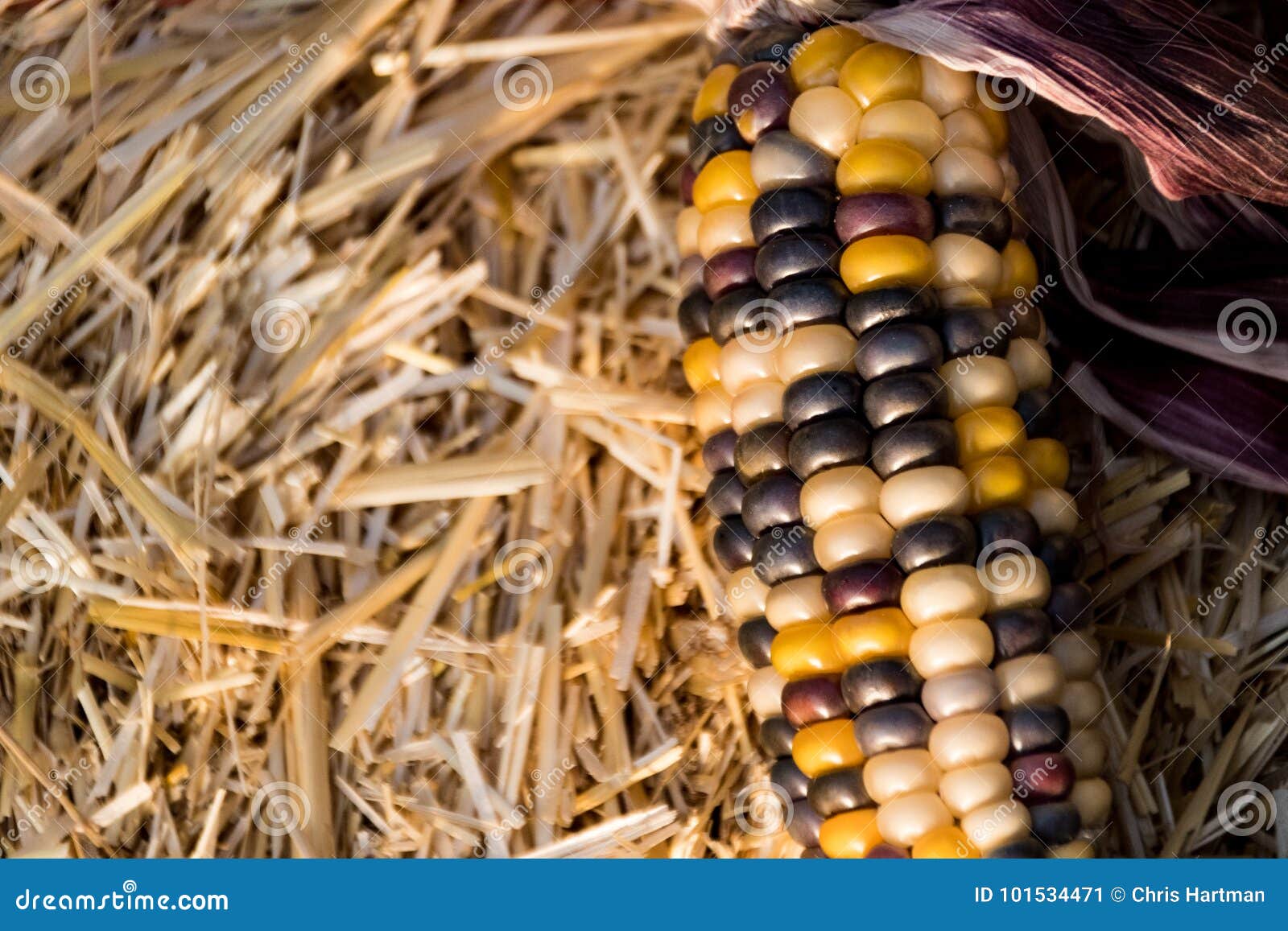 Rustic and Colorful Corn on a Hay Bale Stock Image Image of colourful