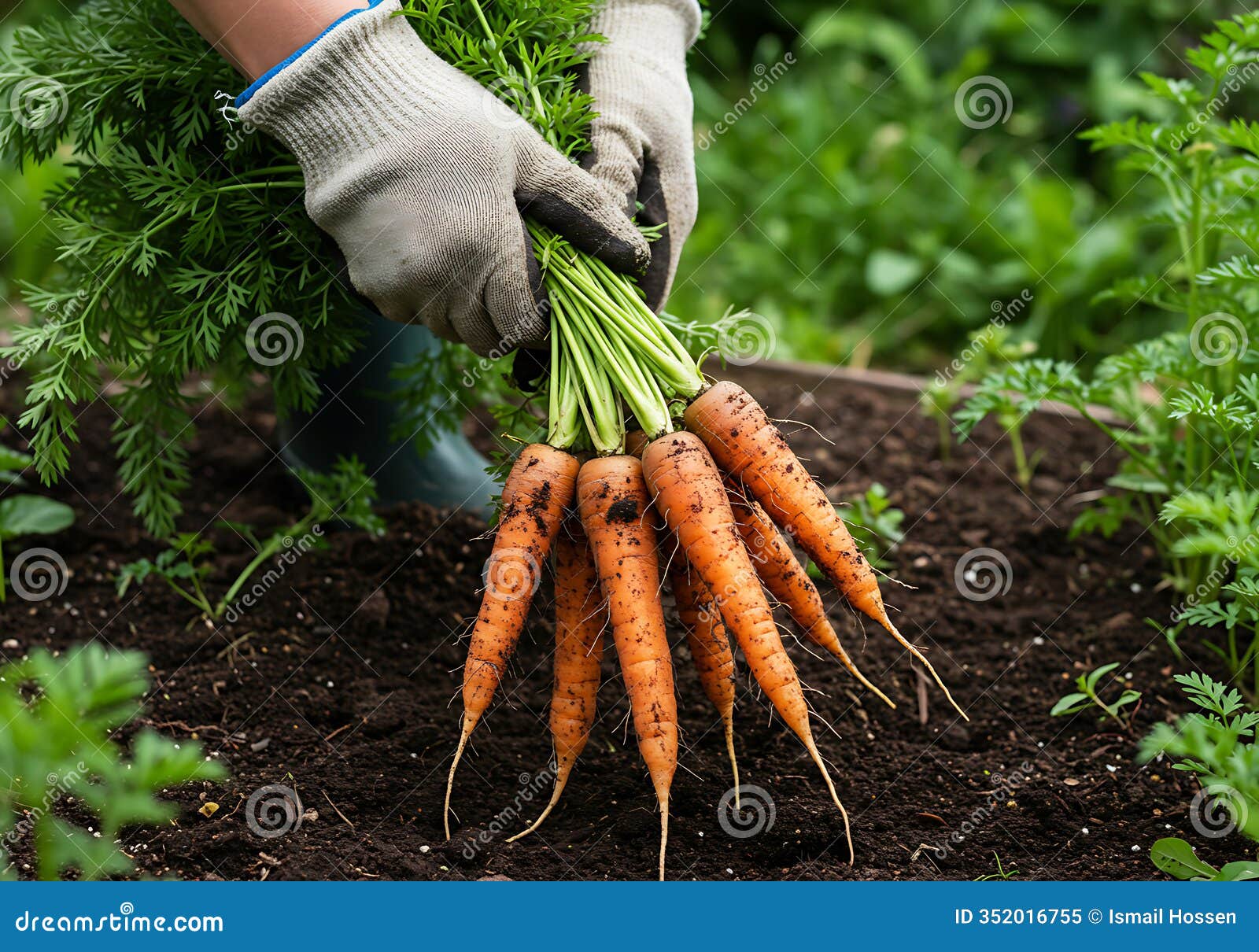 rustic fresh carrots in close-up Ã¢â¬' high-resolution food texture