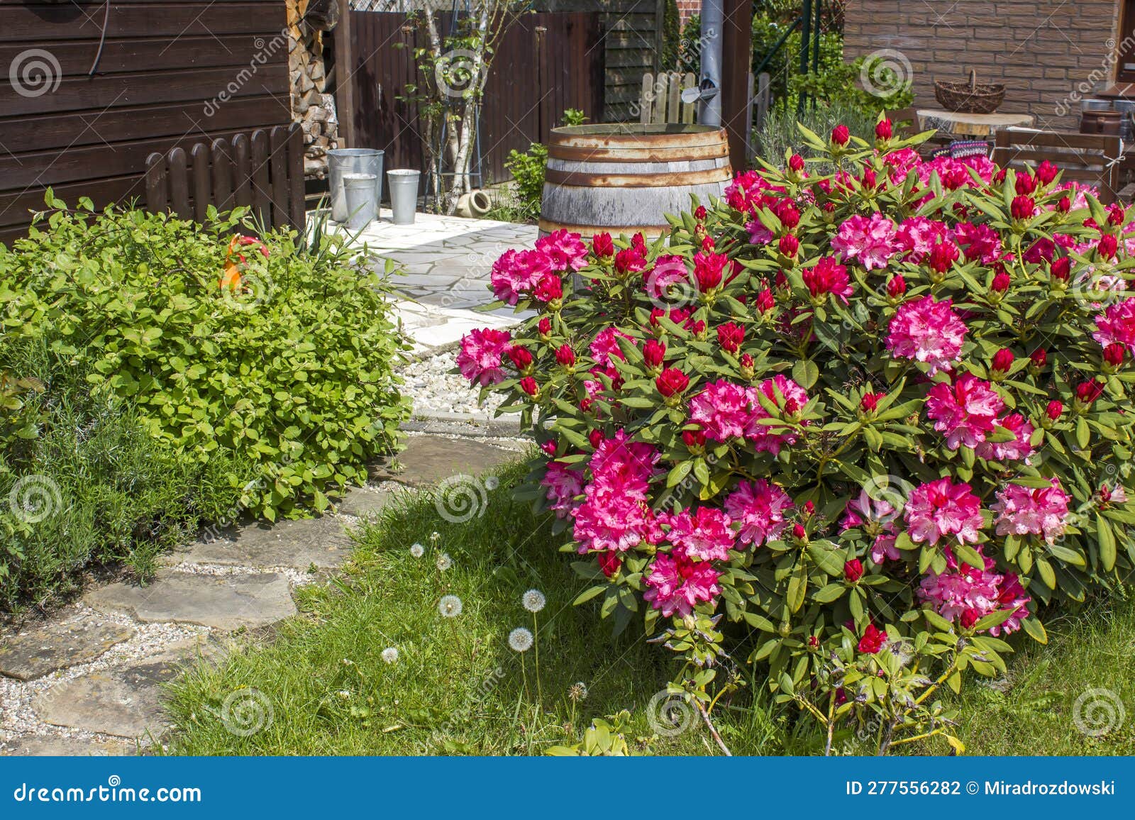 Rustic Garden Blooming Pink Rhododendron Flowers Stock Photo Image