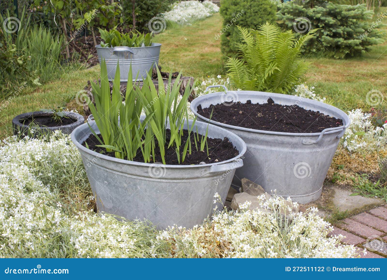 Rustic Garden Plants in Tin Tubs and Fern Stock Photo Image of