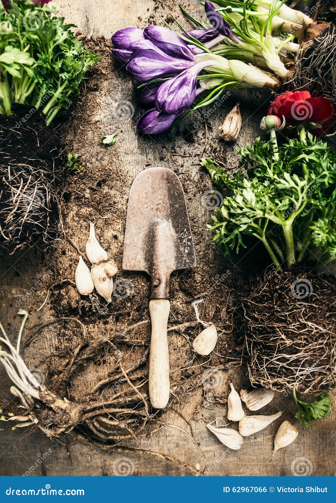 Rustic Gardening Scoop With Various Spring Flowers Plant ...