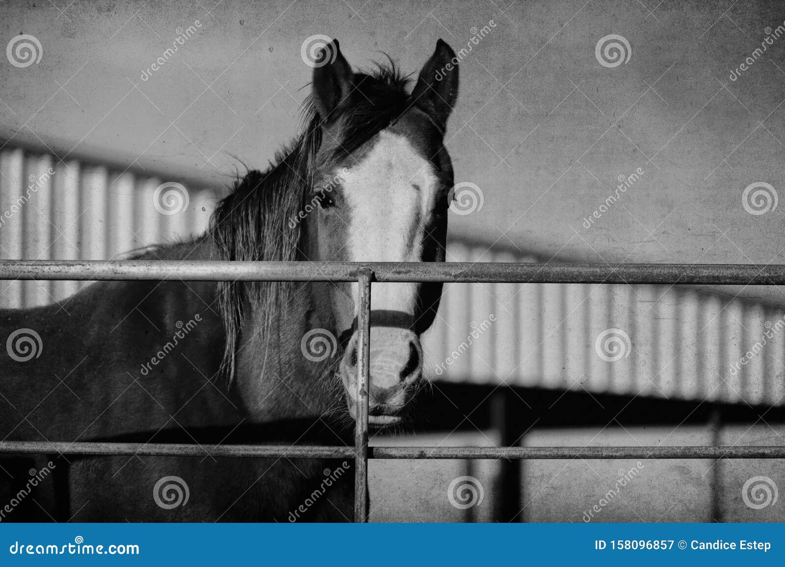 rustic horse close up