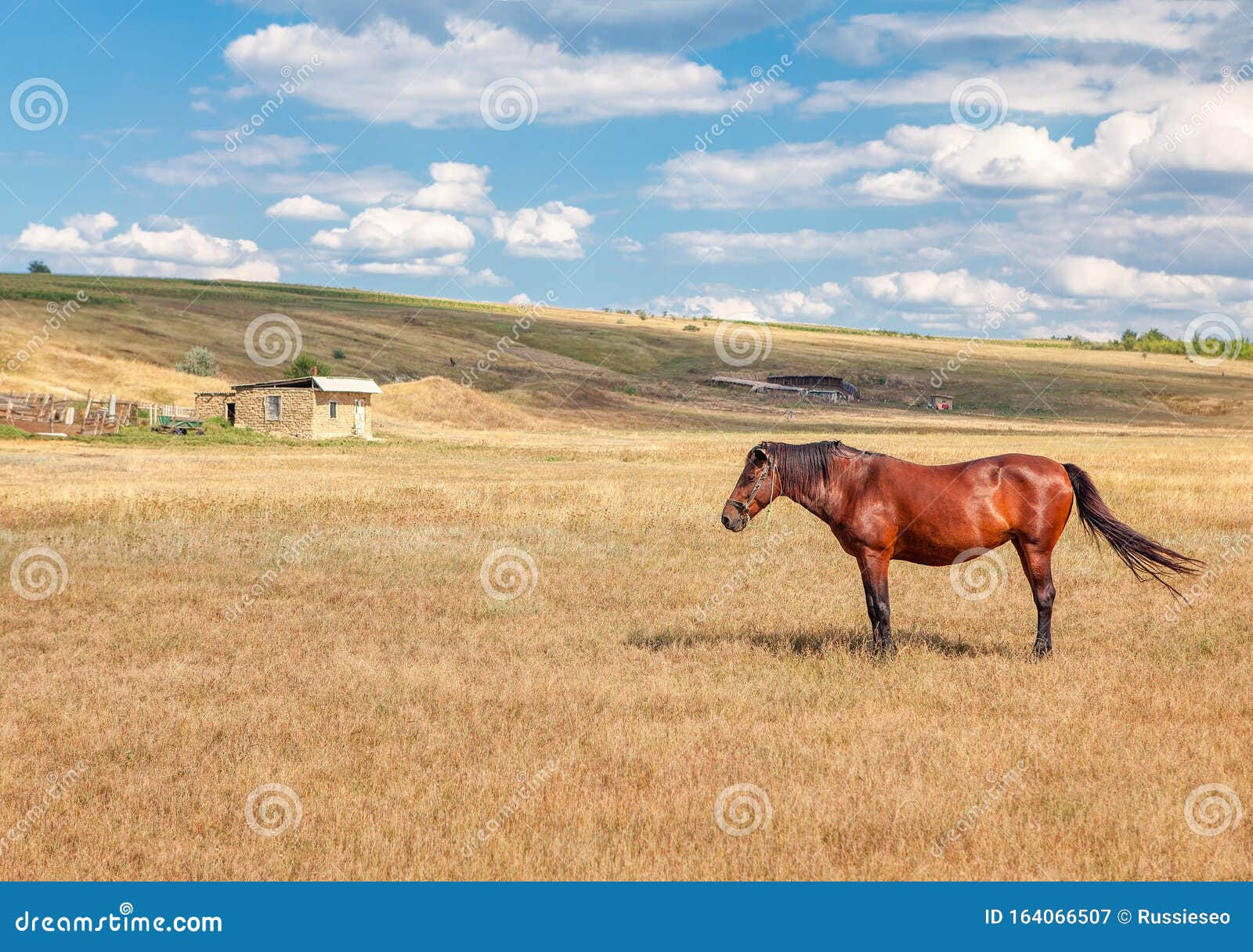 Rustic scenery with horse stock image. Image of grazing 164066507