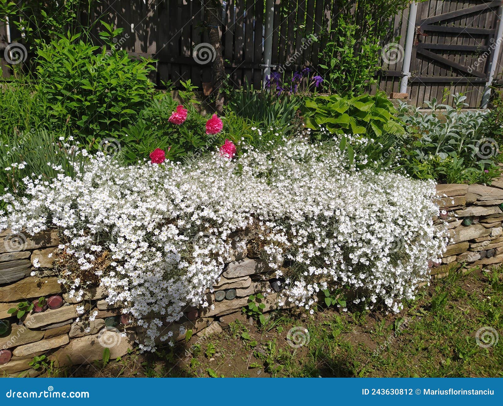 rustic stone wall covered with flowers.rustikale steinmauer und buntglas, bedeckt mit blumen. mur de pierre rustique et vitrail,