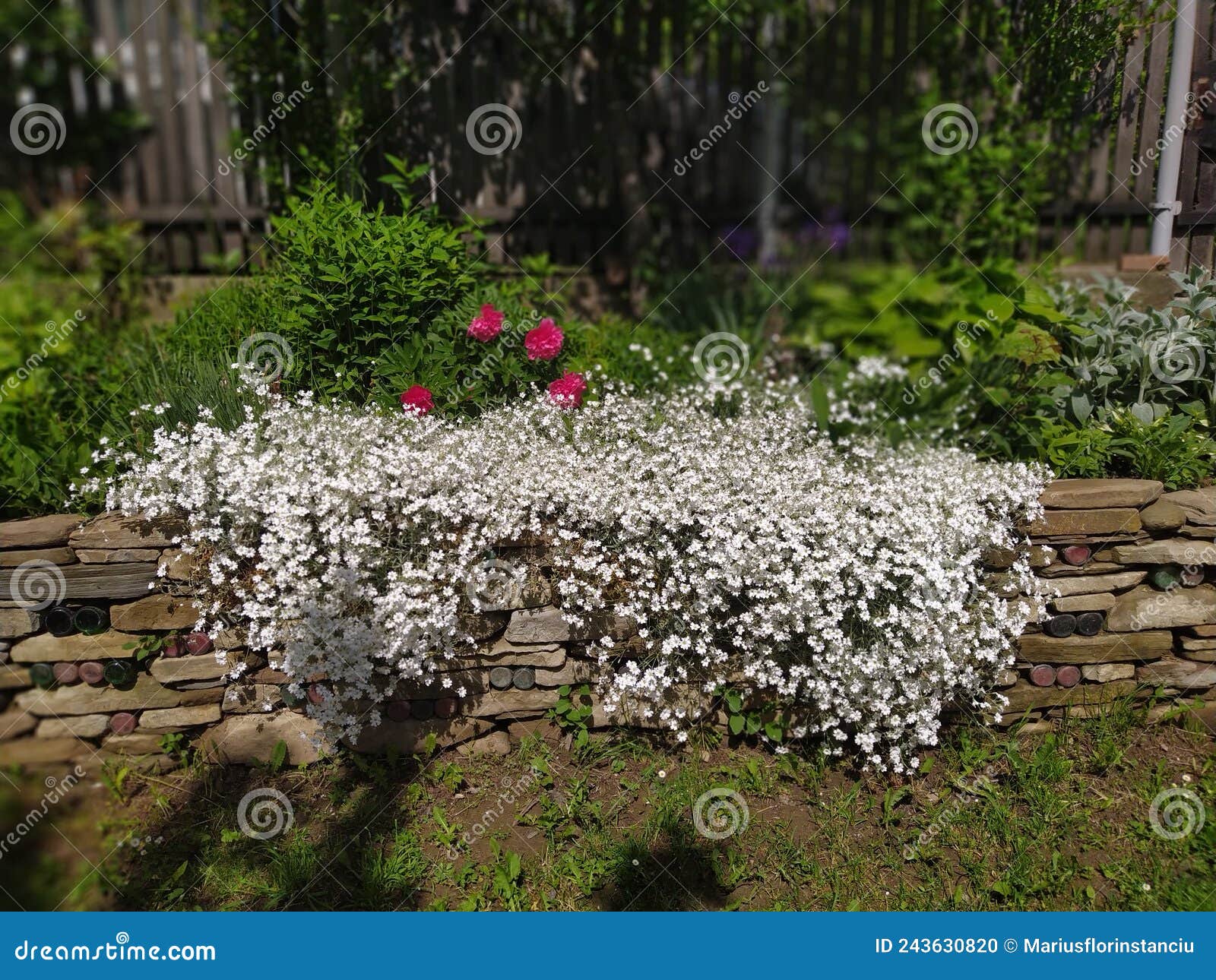 rustic stone wall covered with flowers.rustikale steinmauer und buntglas, bedeckt mit blumen. mur de pierre rustique et vitrail,