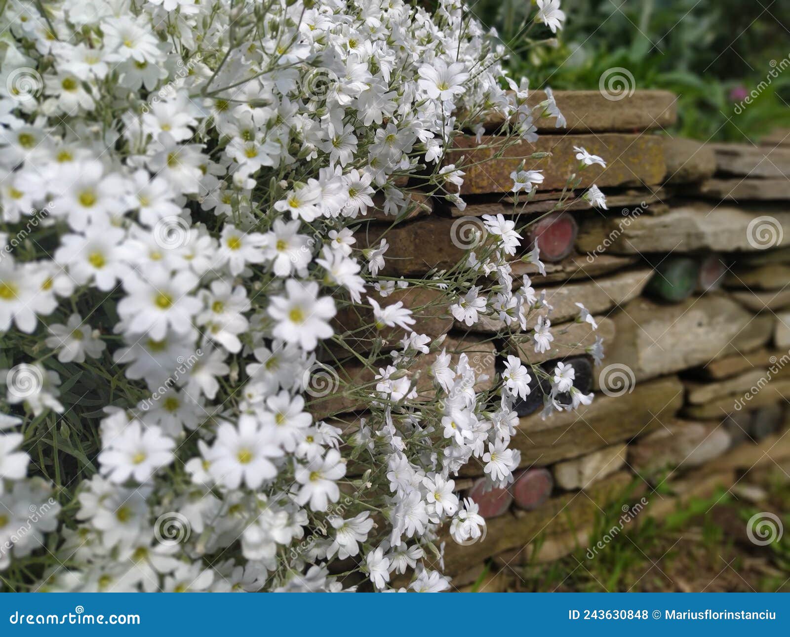 rustic stone wall covered with flowers.rustikale steinmauer und buntglas, bedeckt mit blumen. mur de pierre rustique et vitrail,